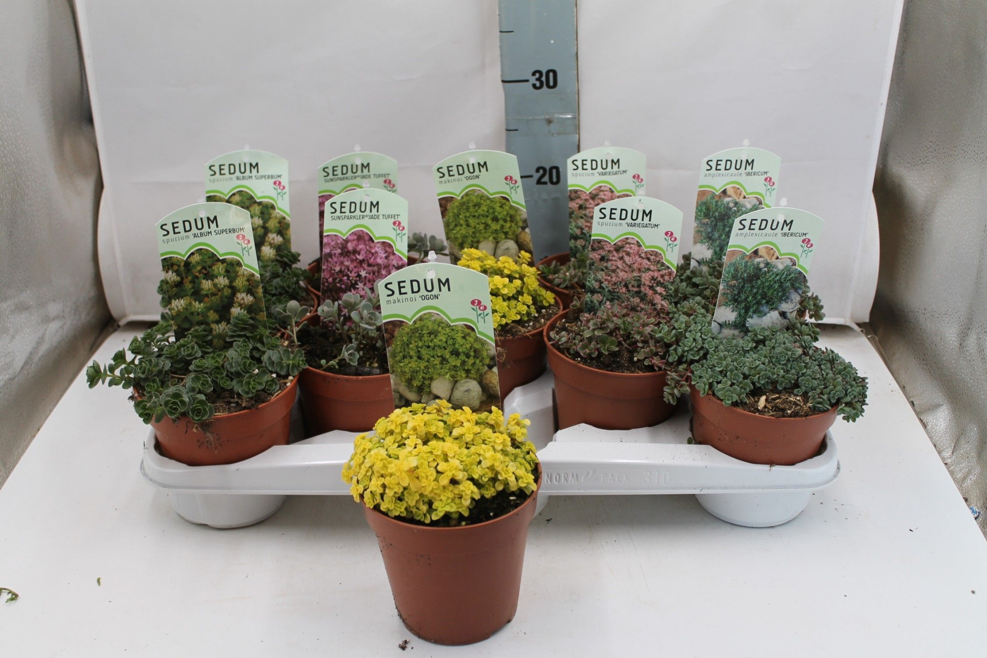 Sedum mix in tray, D 13 cm