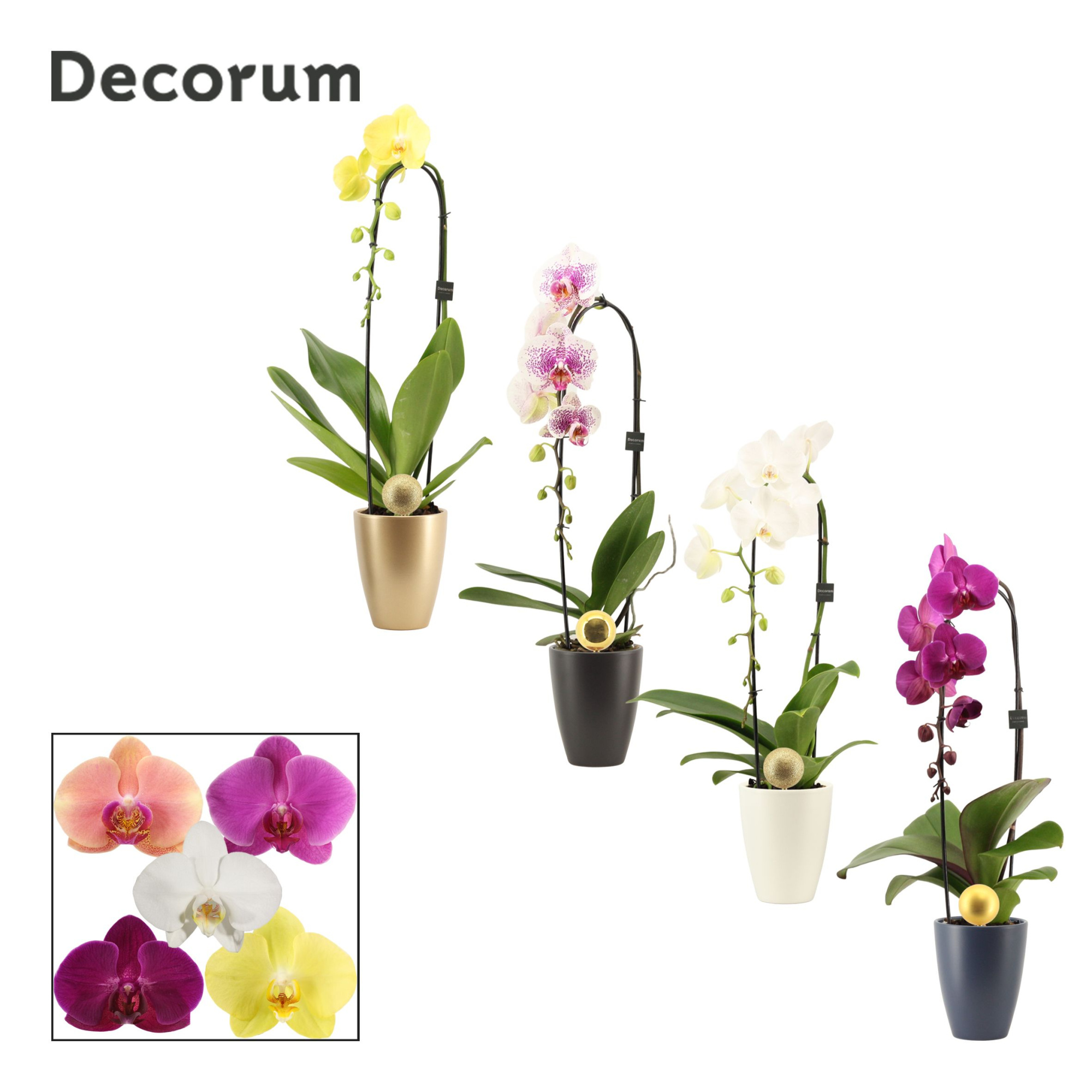 Phalaenopsis cascade 1 tak mix in Carly met kerstbal (Neo Archit, D 12 cm