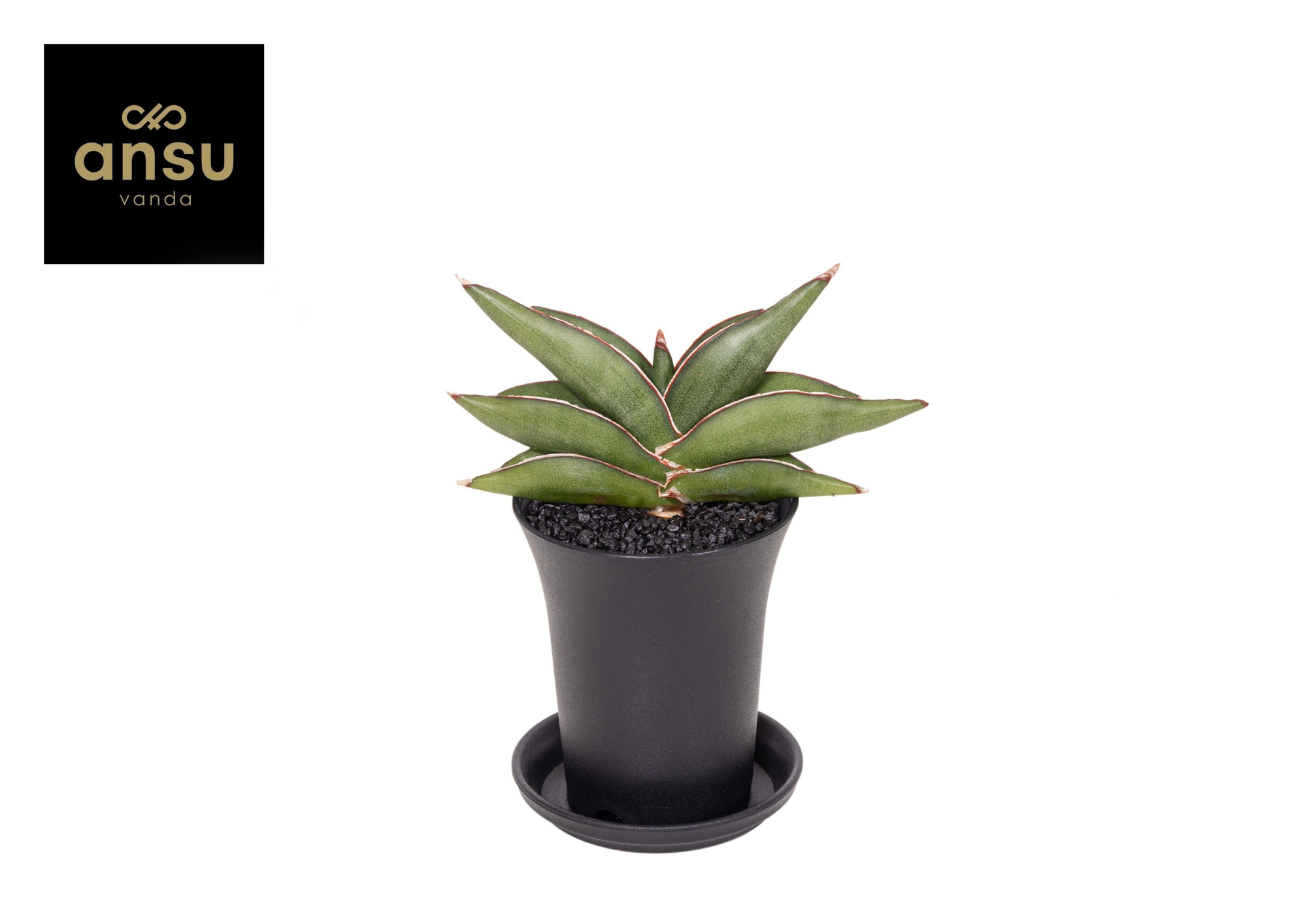 Sansevieria Almond Jade No. 4 in sierpot, D 7,5 cm