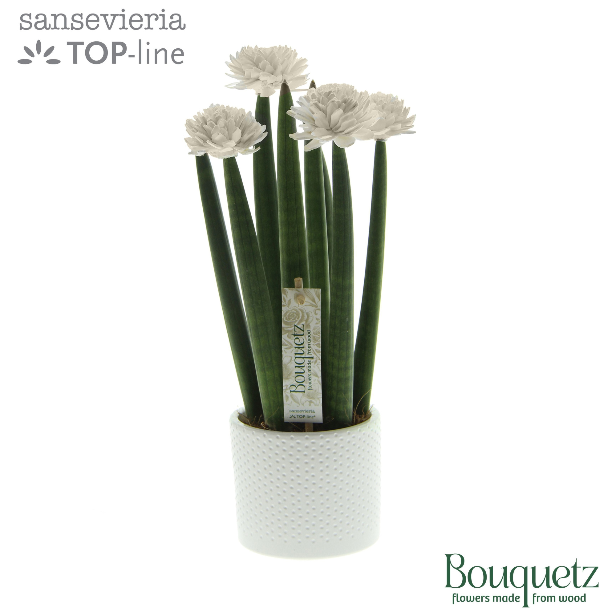 Sansevieria TOP-line Bouquetz White in Dots keramiek, D 8,5