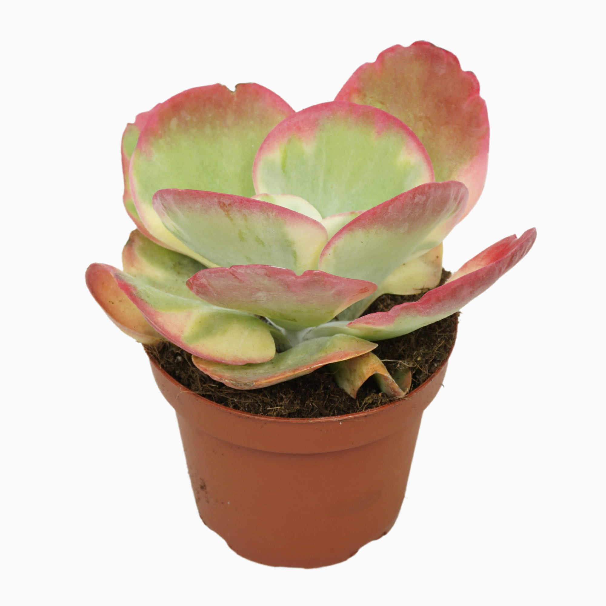 Kalanchoë thyrsiflora variegata 13 cm, D 13