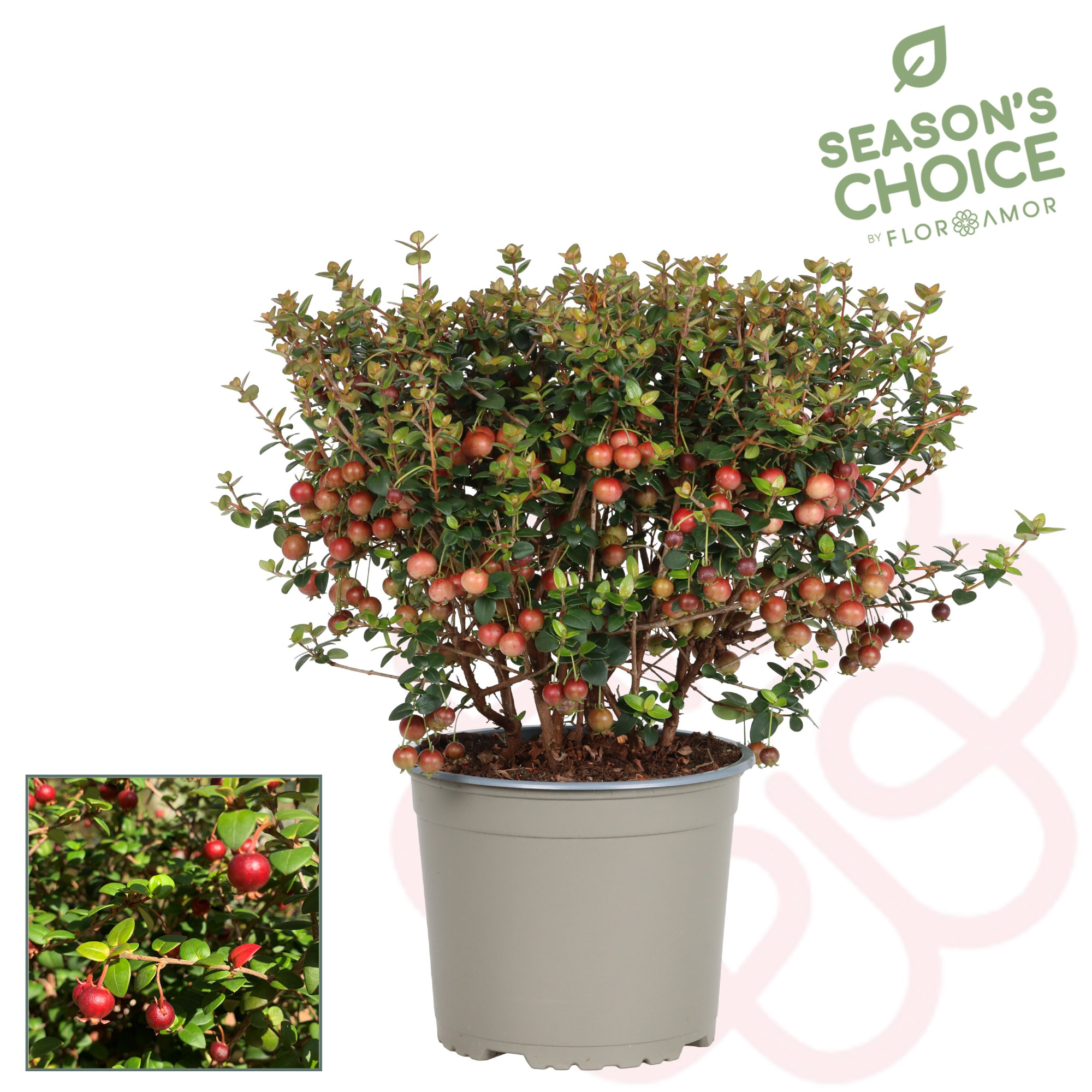 Ugni molinae 'Pretty Berry', D 17 cm