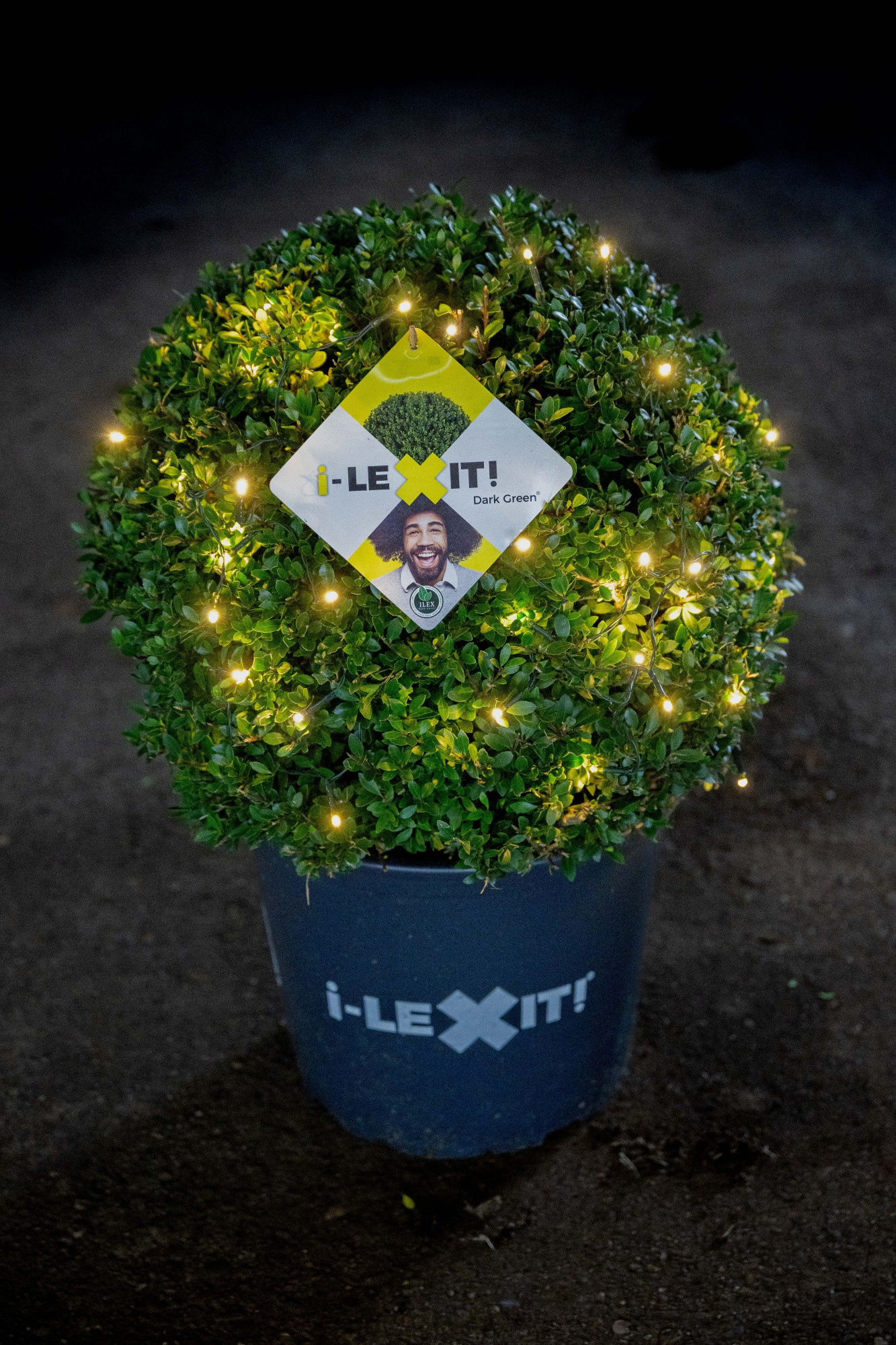 Ilex crenata Dark Green, P32, Bol Ø40cm, met verlichting, D 32 cm