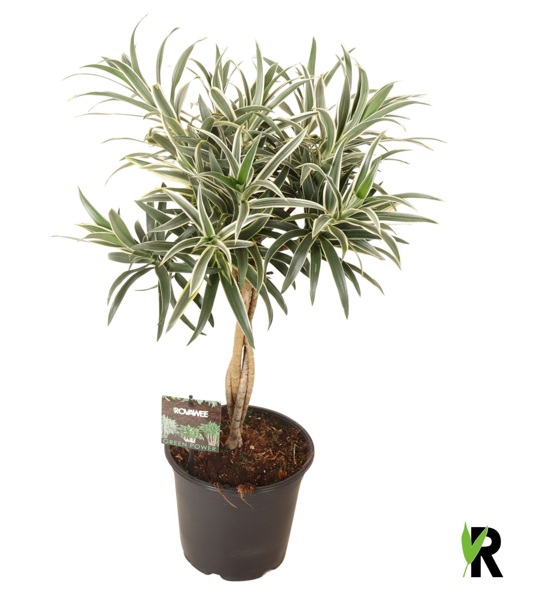 Dracaena reflexa Valentina gevlochten stam, D 19 cm