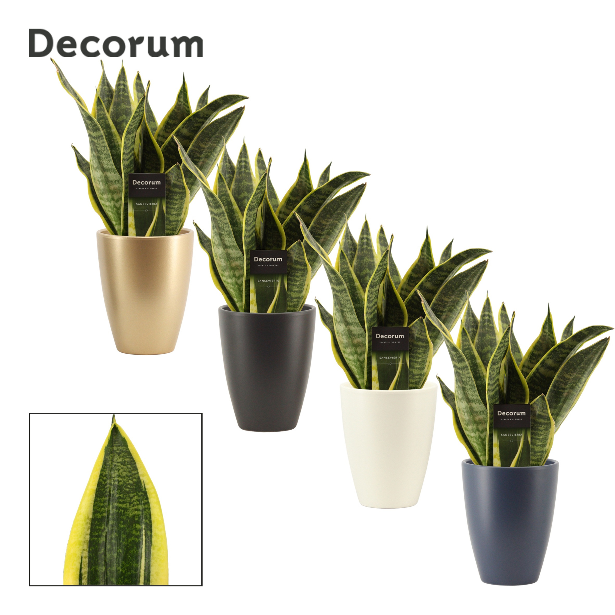 Sansevieria Superba 12 cm in Carly (Neo Architect-collection), D 12 cm