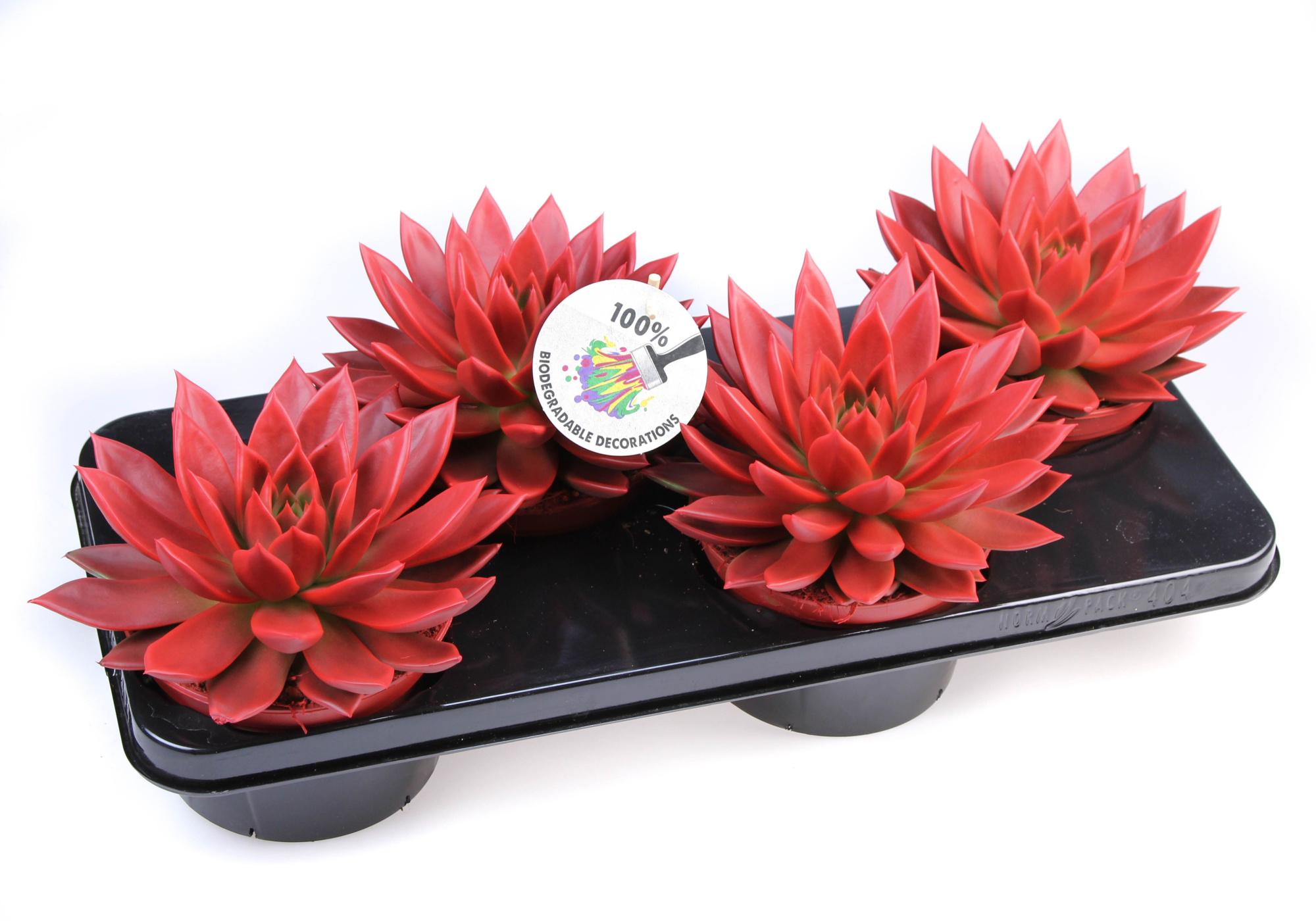 Rainbow red, D 15 cm