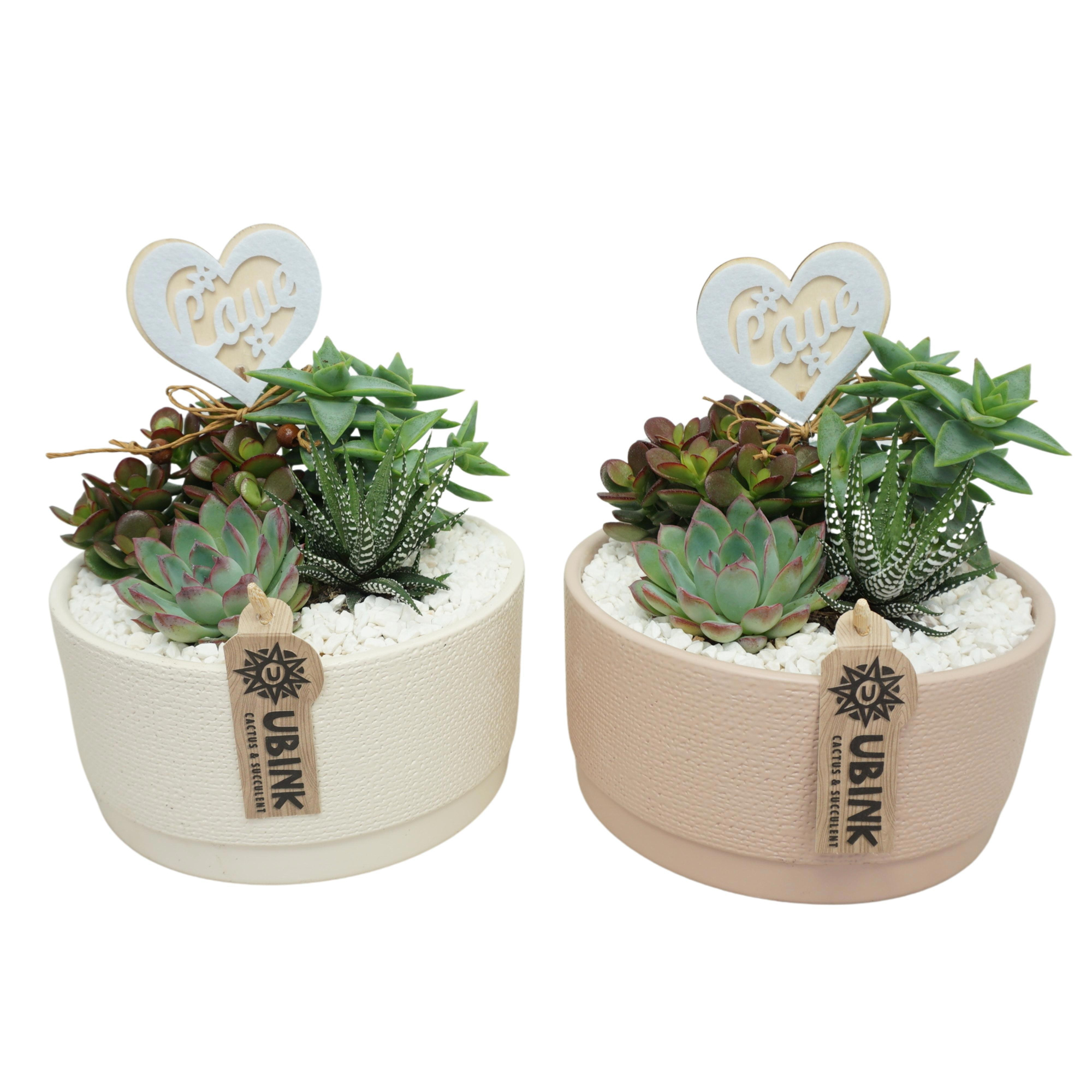 Succulent beplant in 19 cm 'Pastel schaal' met Hart, D 19