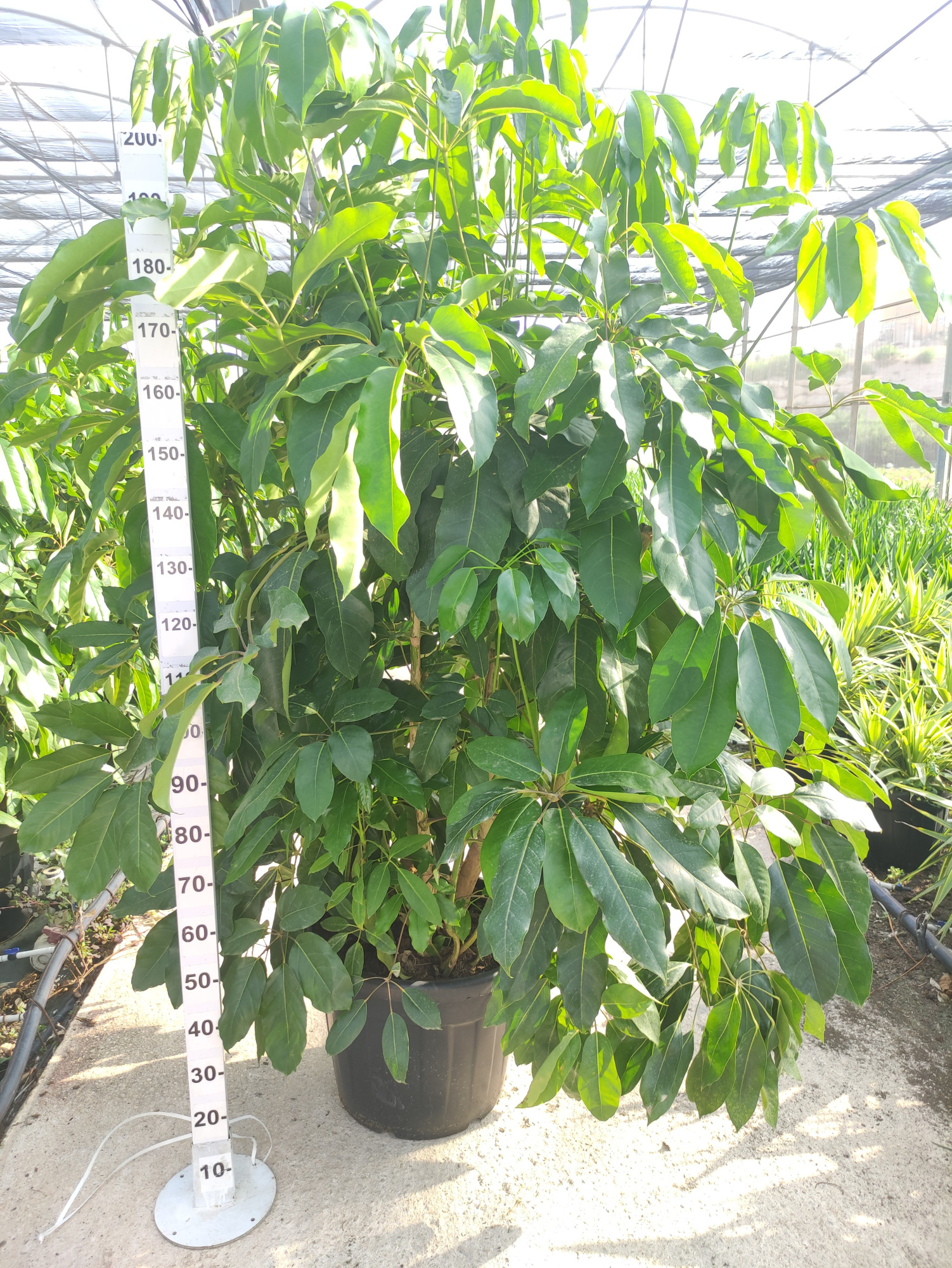 Schefflera actinophylla, D 50 cm