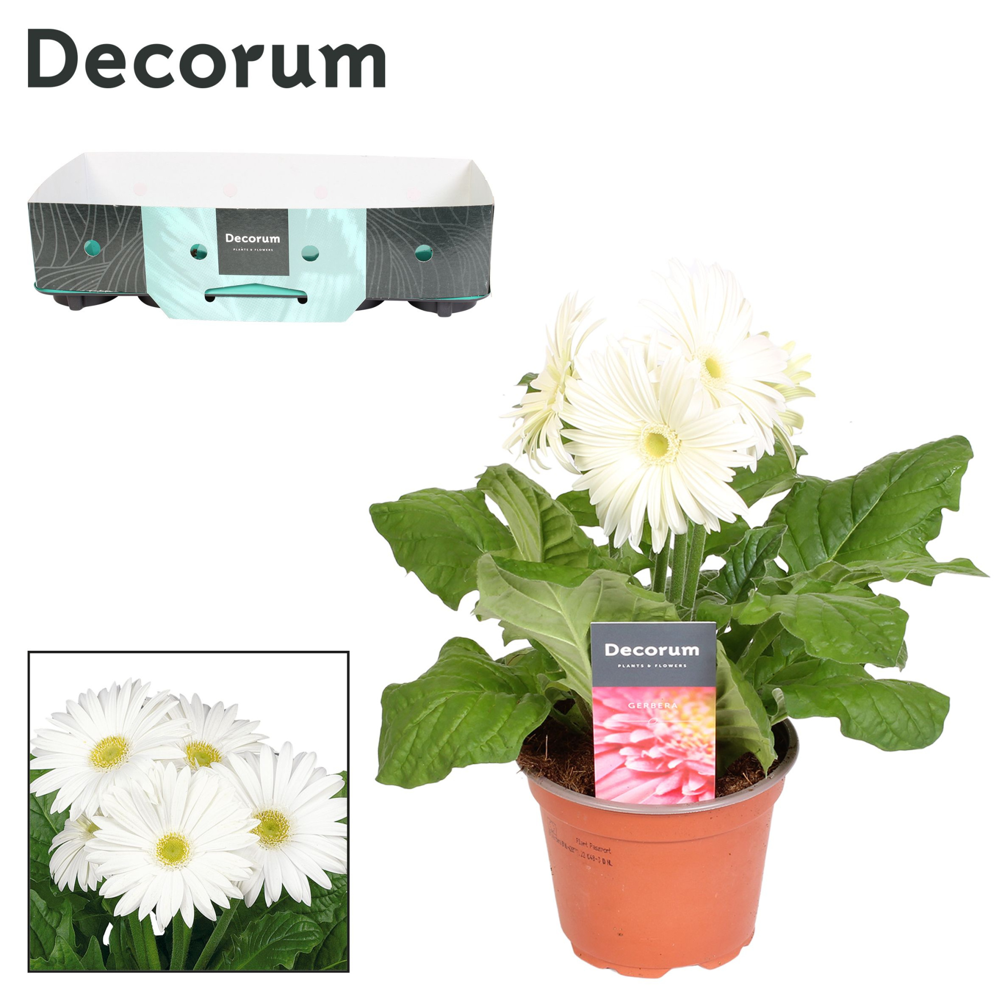 Gerbera 2+bl. wit met kraag Decorum, D 12 cm