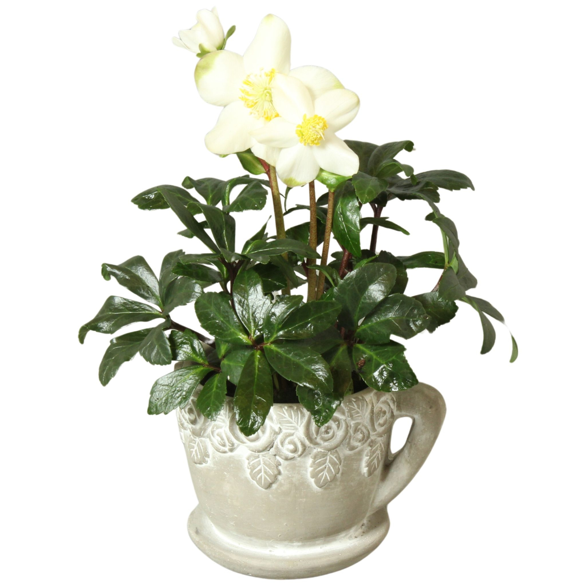 All Saints Arr. Outdoor Ceramic Cup and Saucer with Roses Ø14cm, D 14 cm