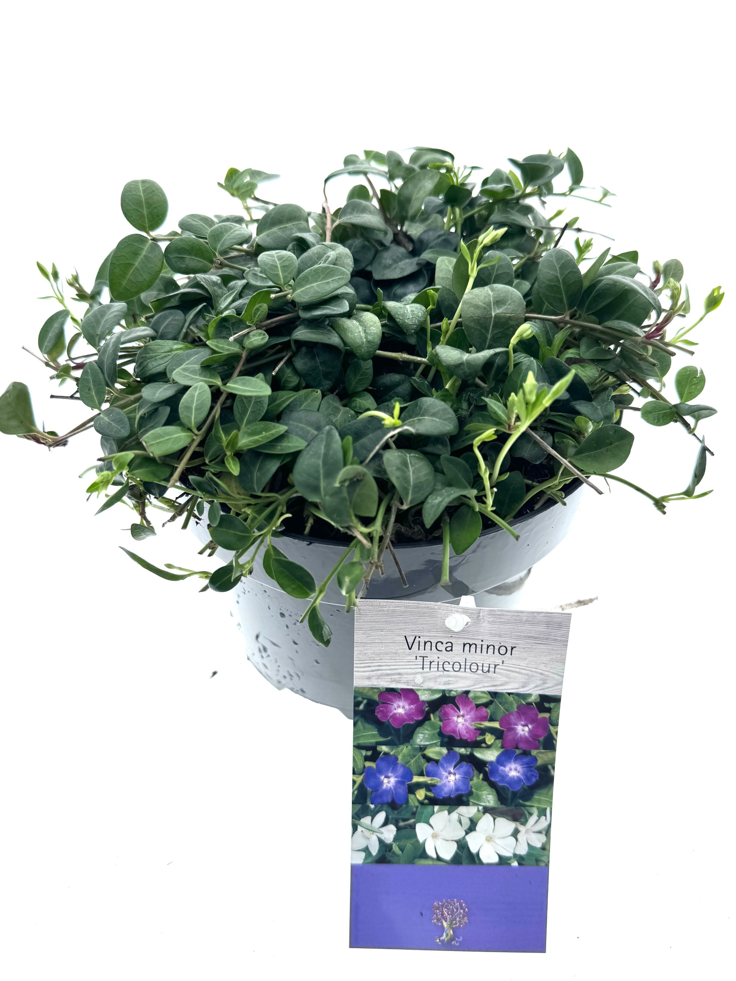 Vinca minor 'Tricolour', D 17