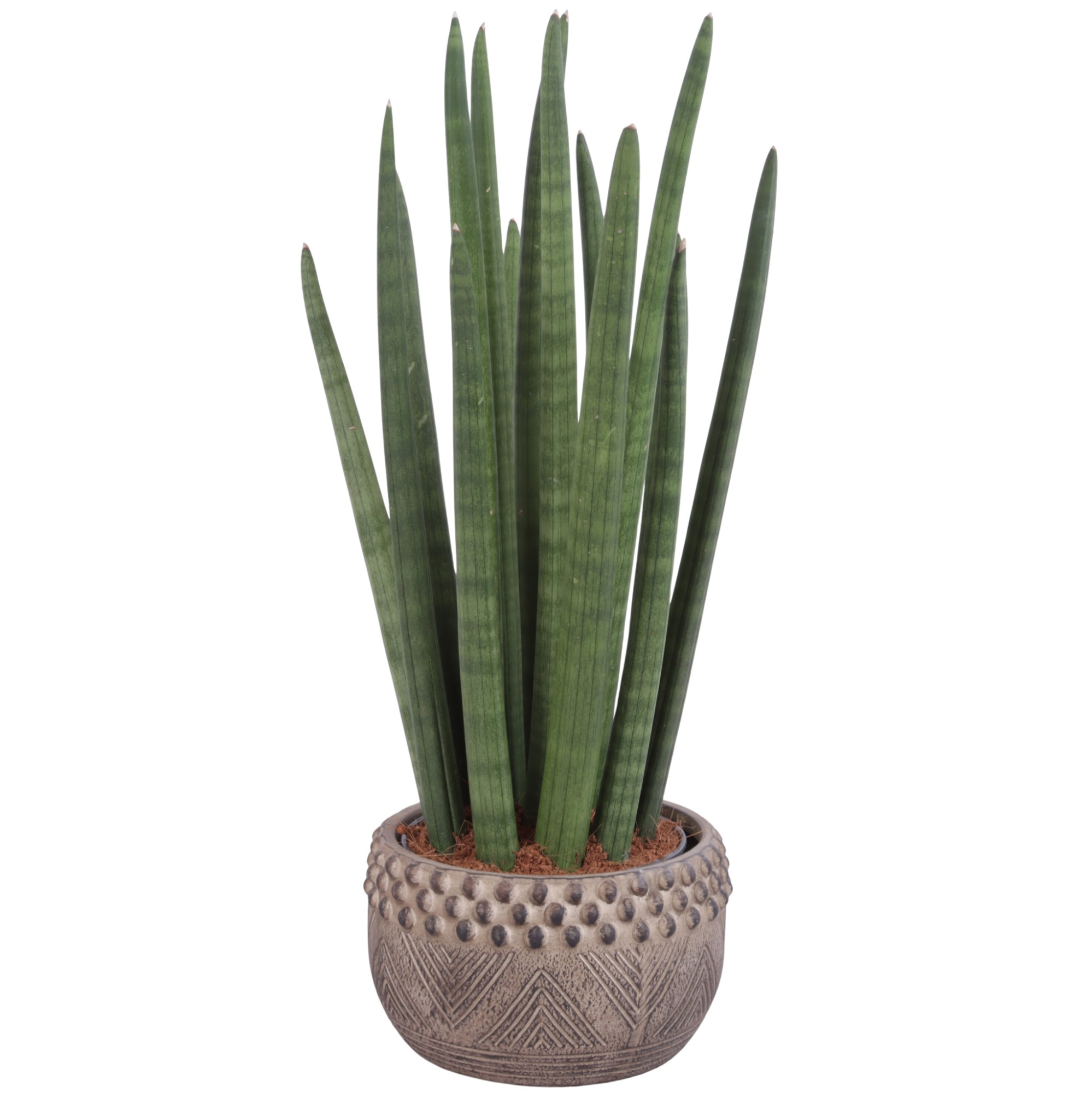 Sansevieria Cylin, Straight 14 Leaf Ø15cm in Ø19cm Ceramic EV665, D 19