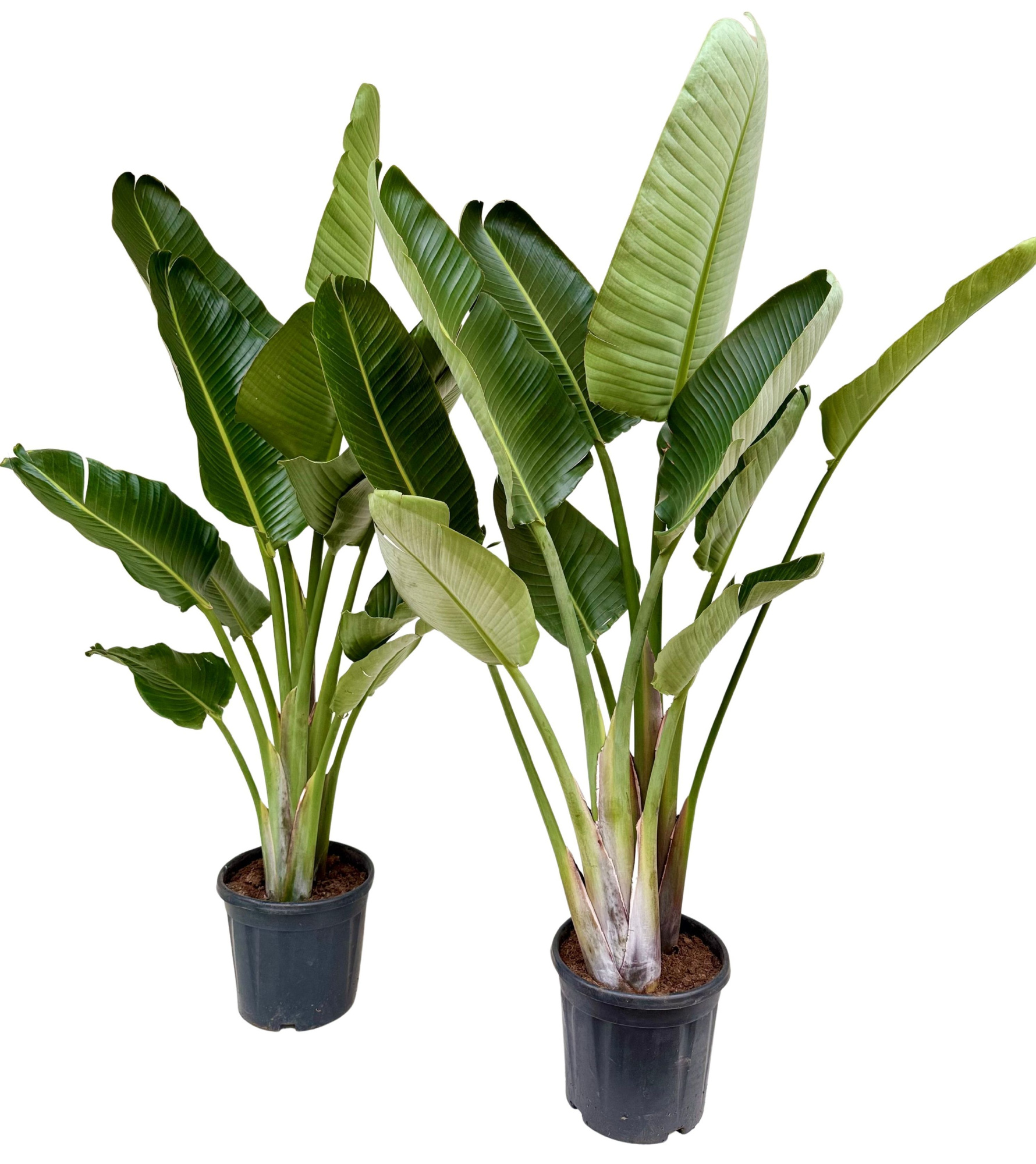 Strelitzia nicolai P28 2PP, D 28