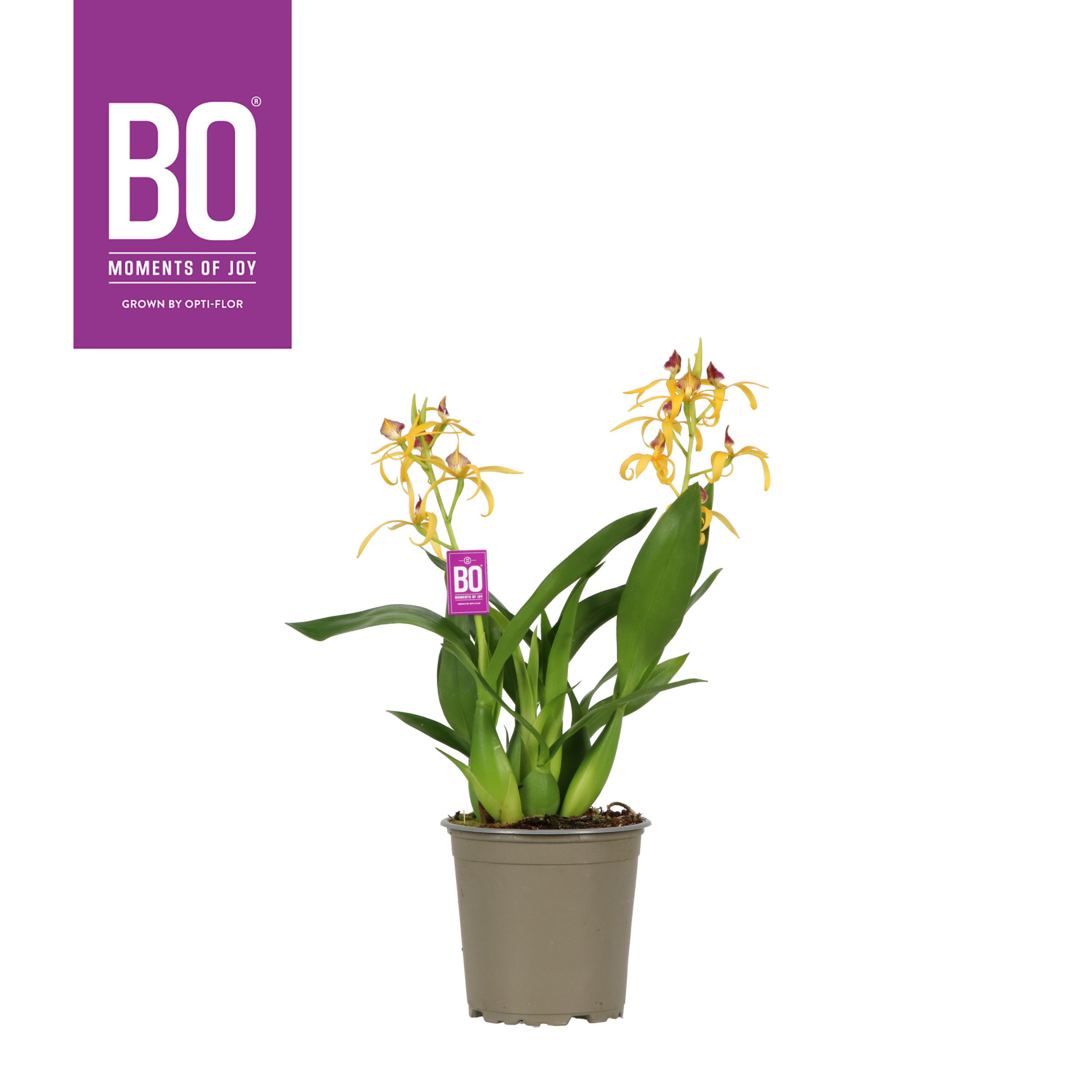 Encyclia P12 BO Yellow, D 12