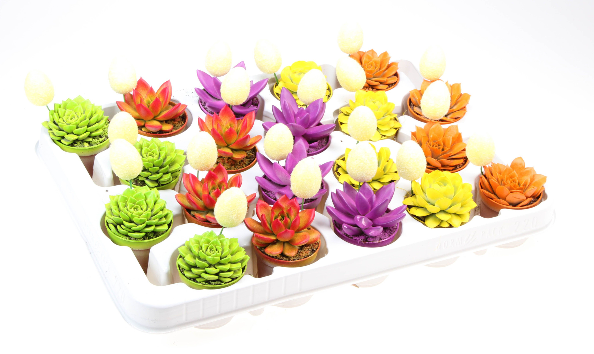 Rainbow mix + ei, D 5,5