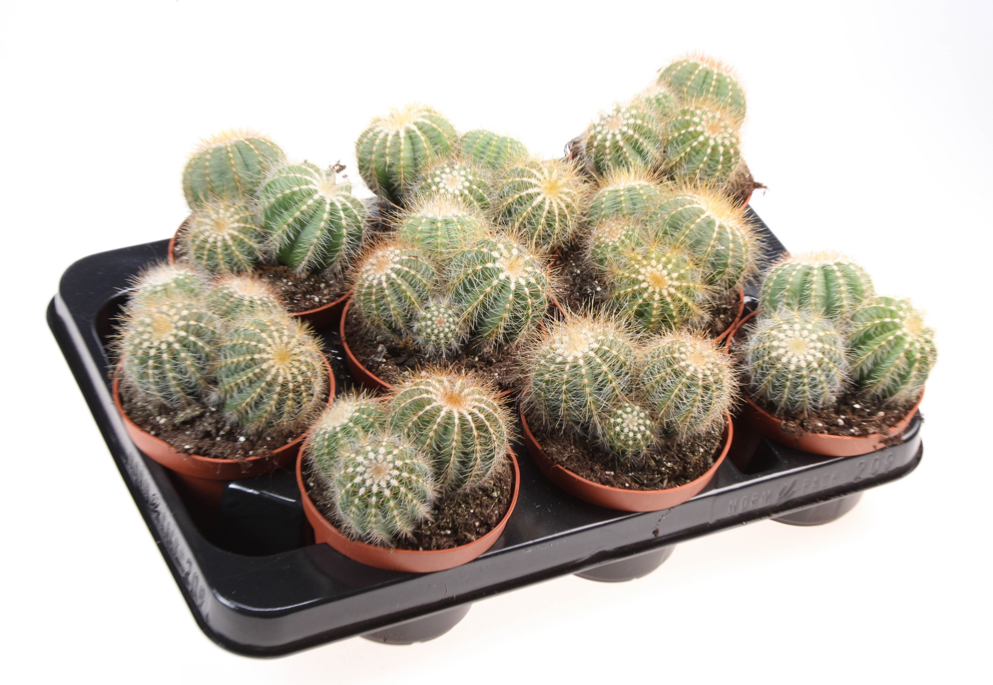 Notocactus warassii, D 10,5 cm