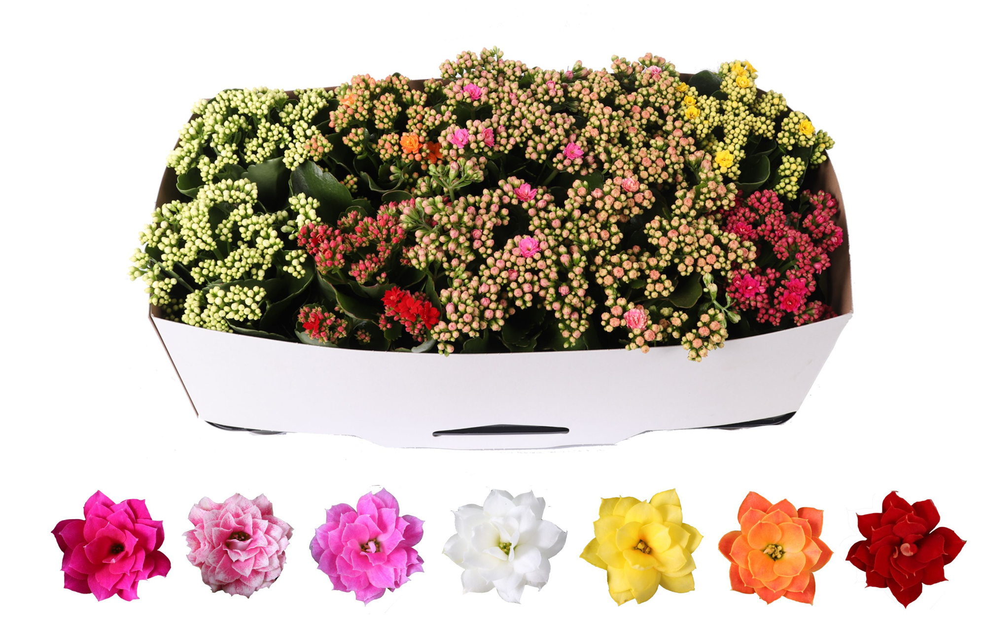 Kalanchoe Rosalina 12cm mix, traykraag, D 12 cm