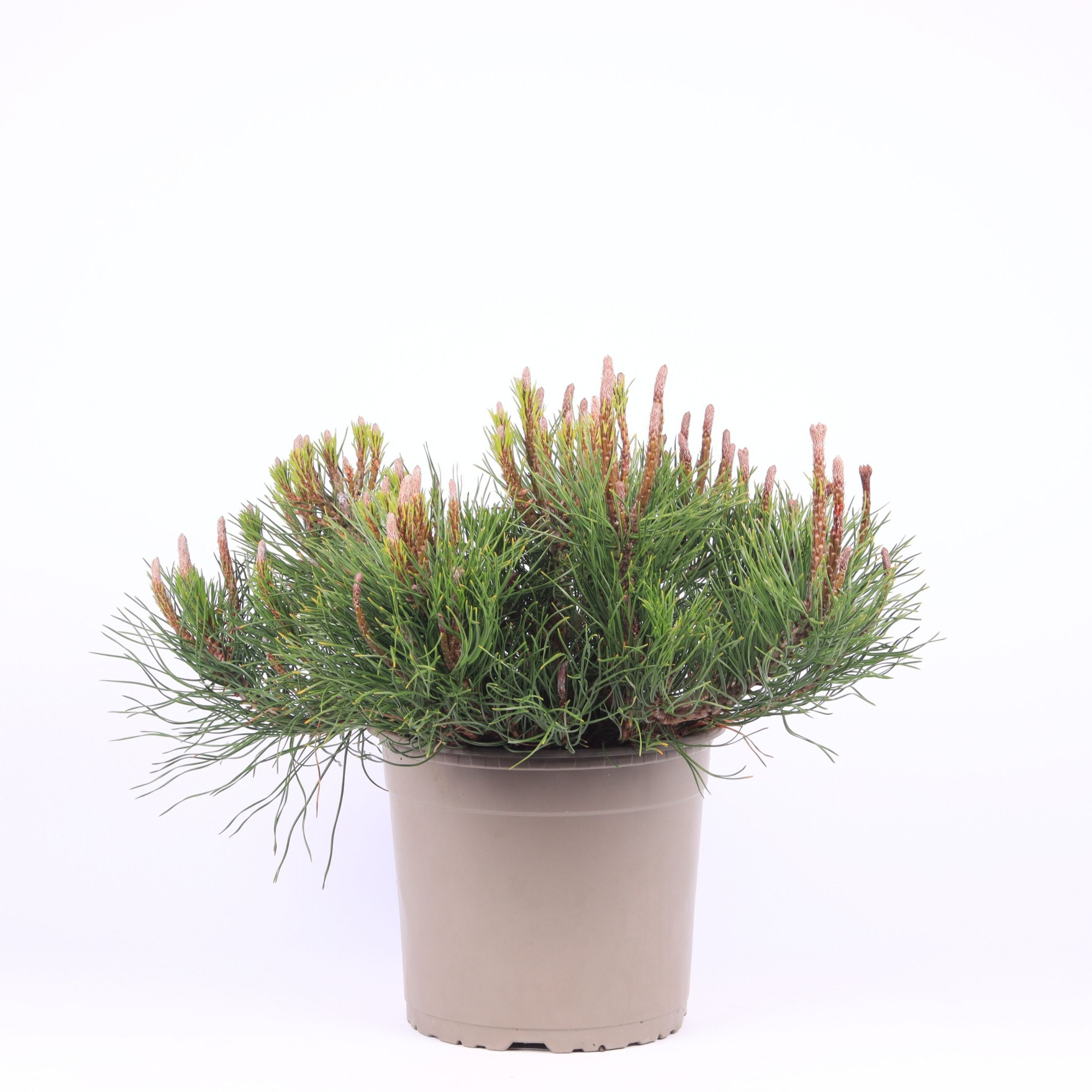 Pinus mugo 'Mughus', D 23 cm