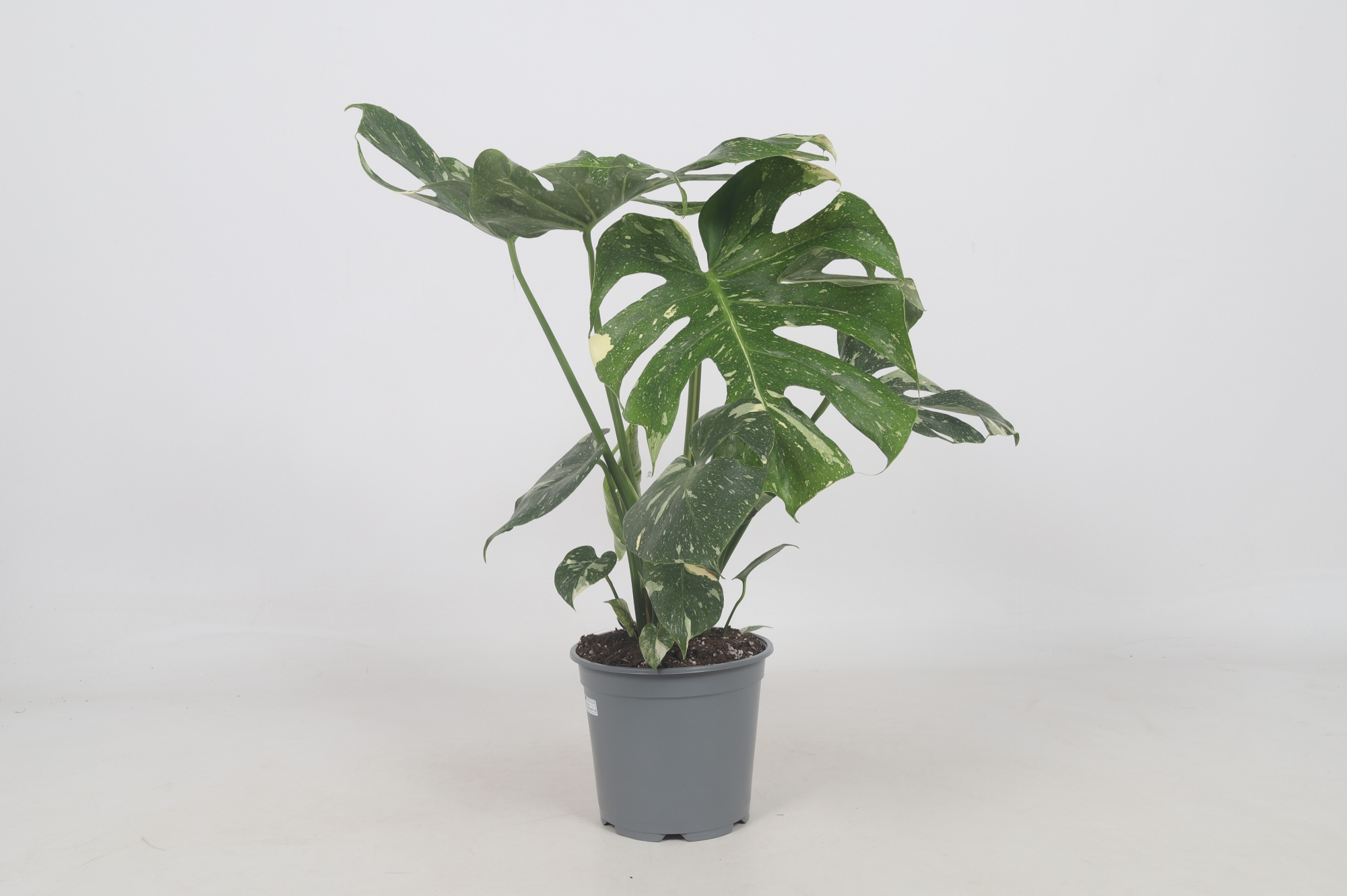 Monstera Thai Constellation 19CM, D 19 cm