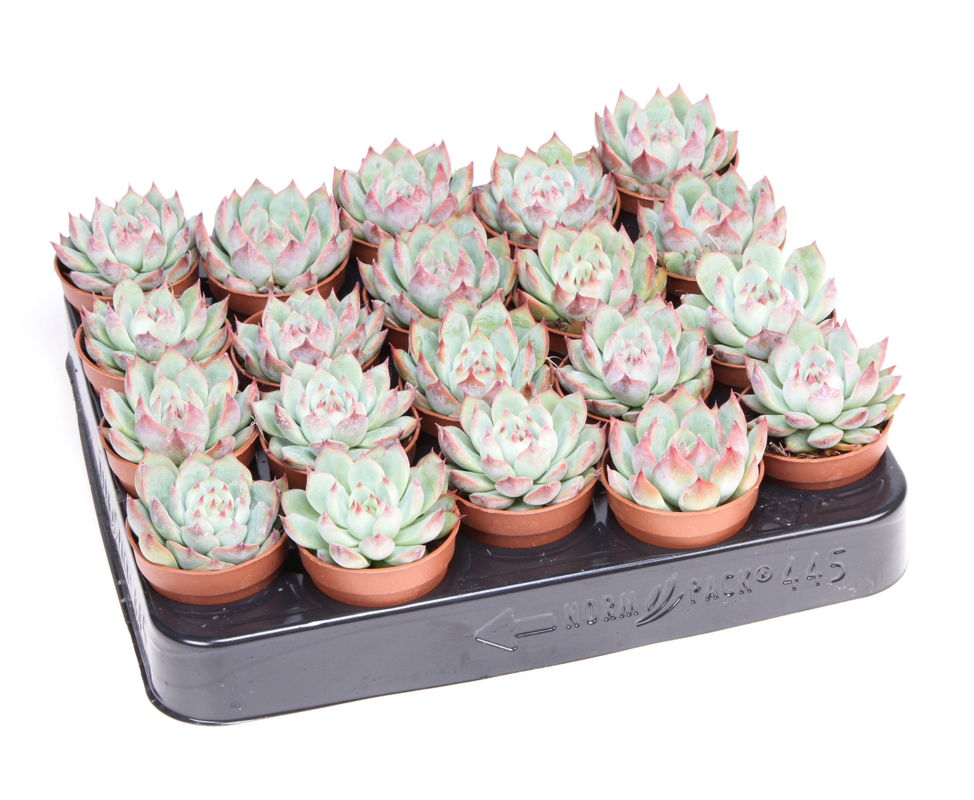 Echeveria chihuahuaensis, D 5,5 cm