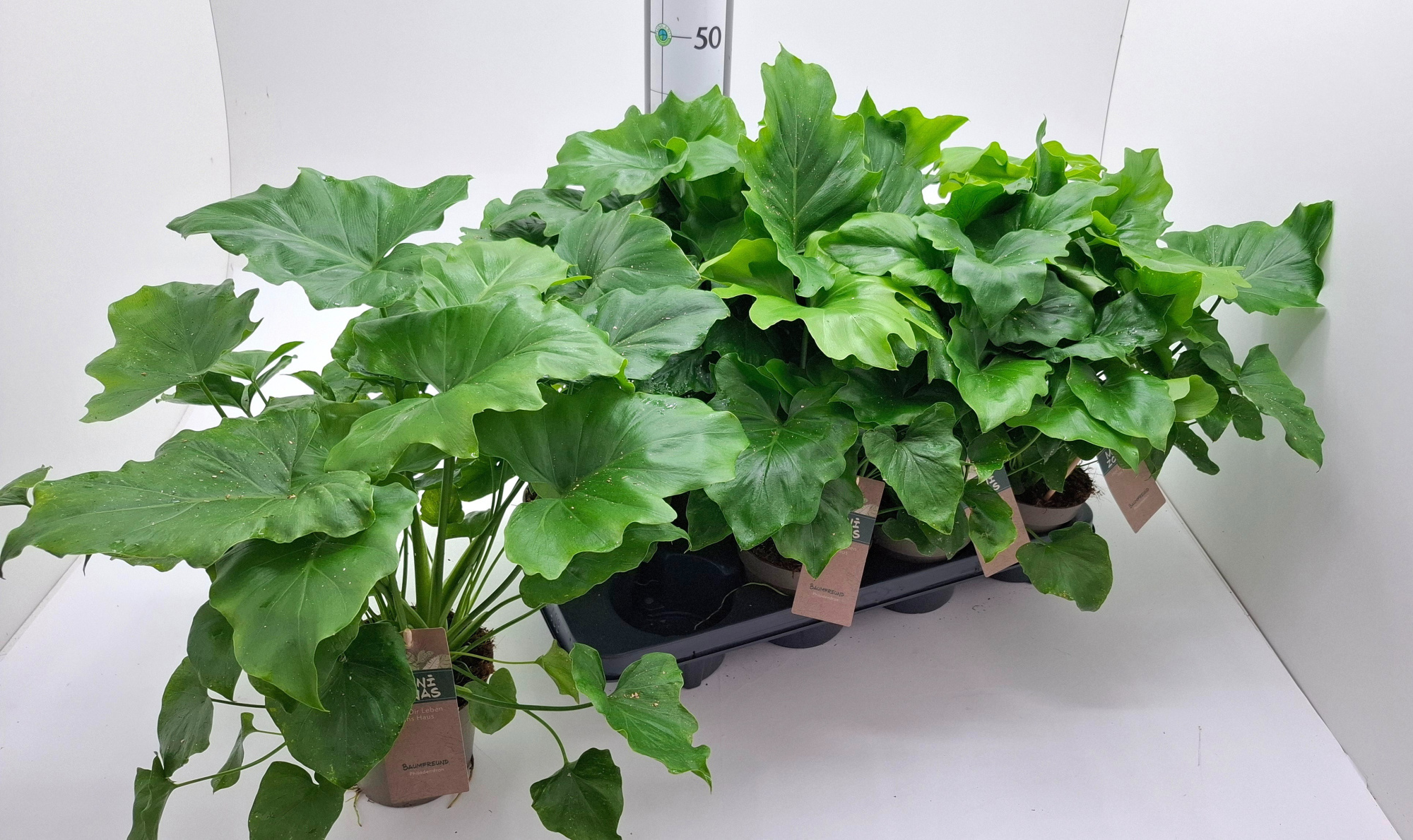 Philodendron bipinnatifidem, D 13