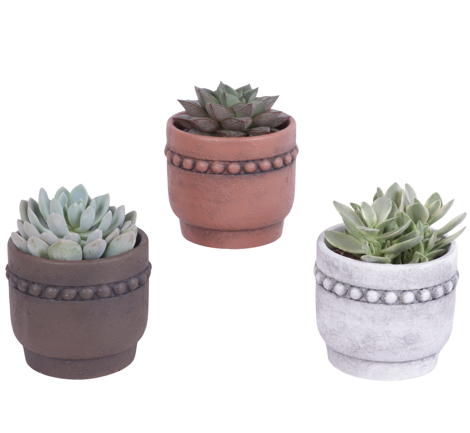 Succulenten mix Ø10,5cm in Ø13cm Ceramic Pot Beads Rim, D 13