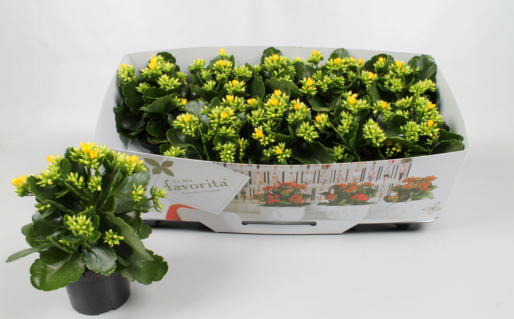 Kalanchoe favorita yellow instyle + collar, D 10,5