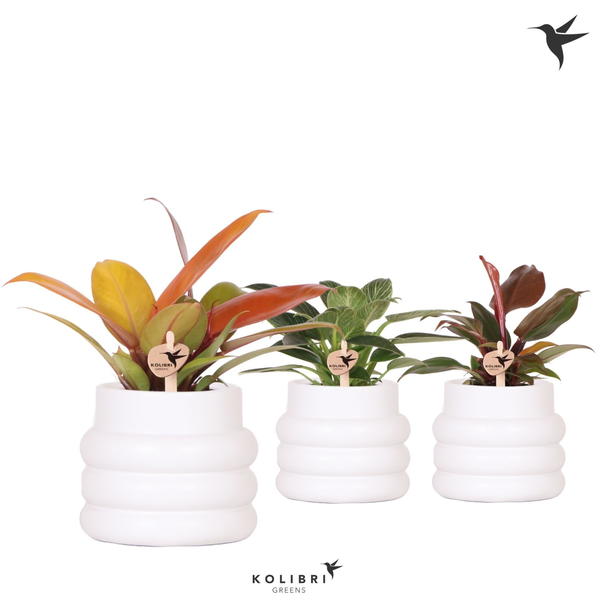 Kolibri Greens Philodendron mix in Bubble pot white, D 9 cm