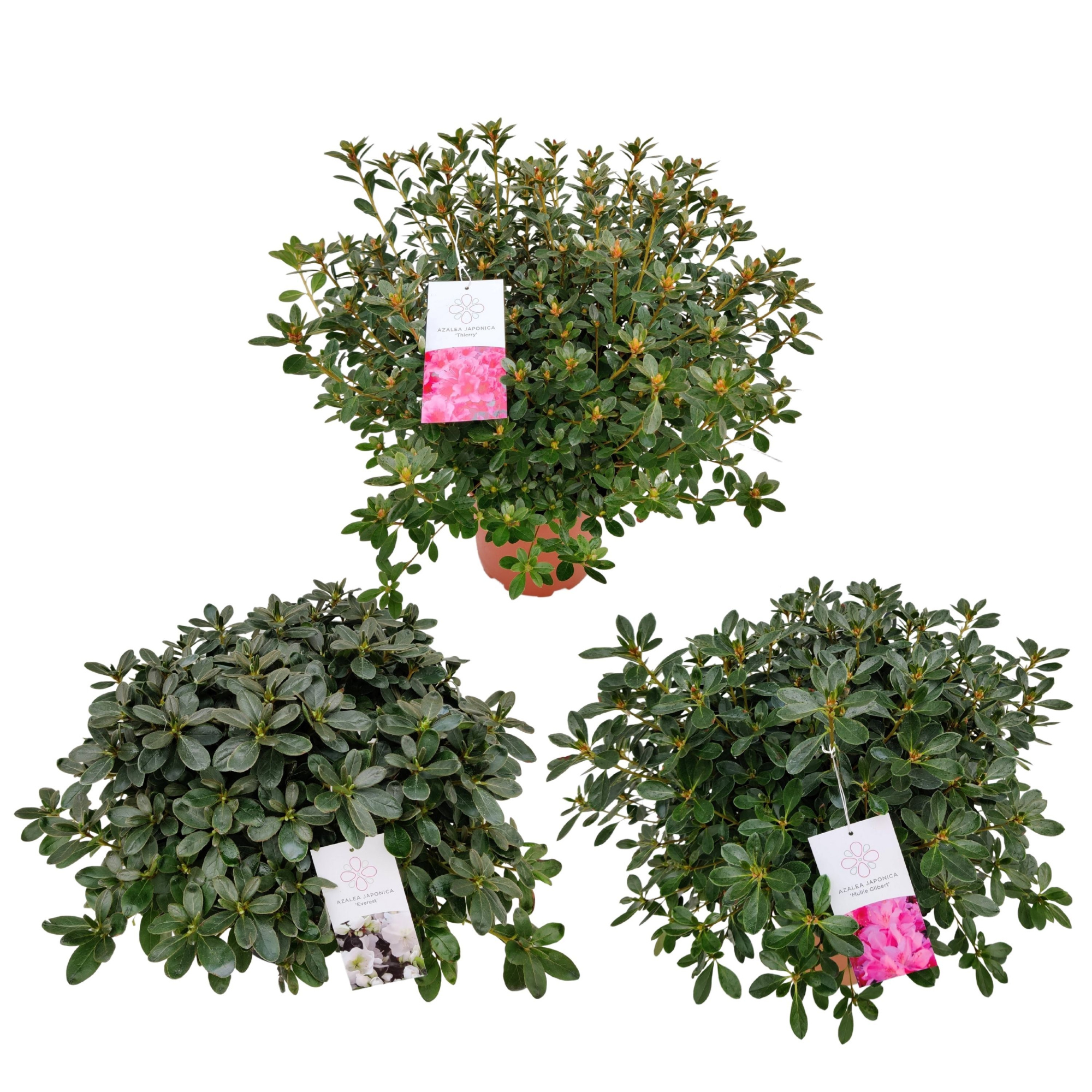 Azalea Japonica 25/P21 'Mix', D 21