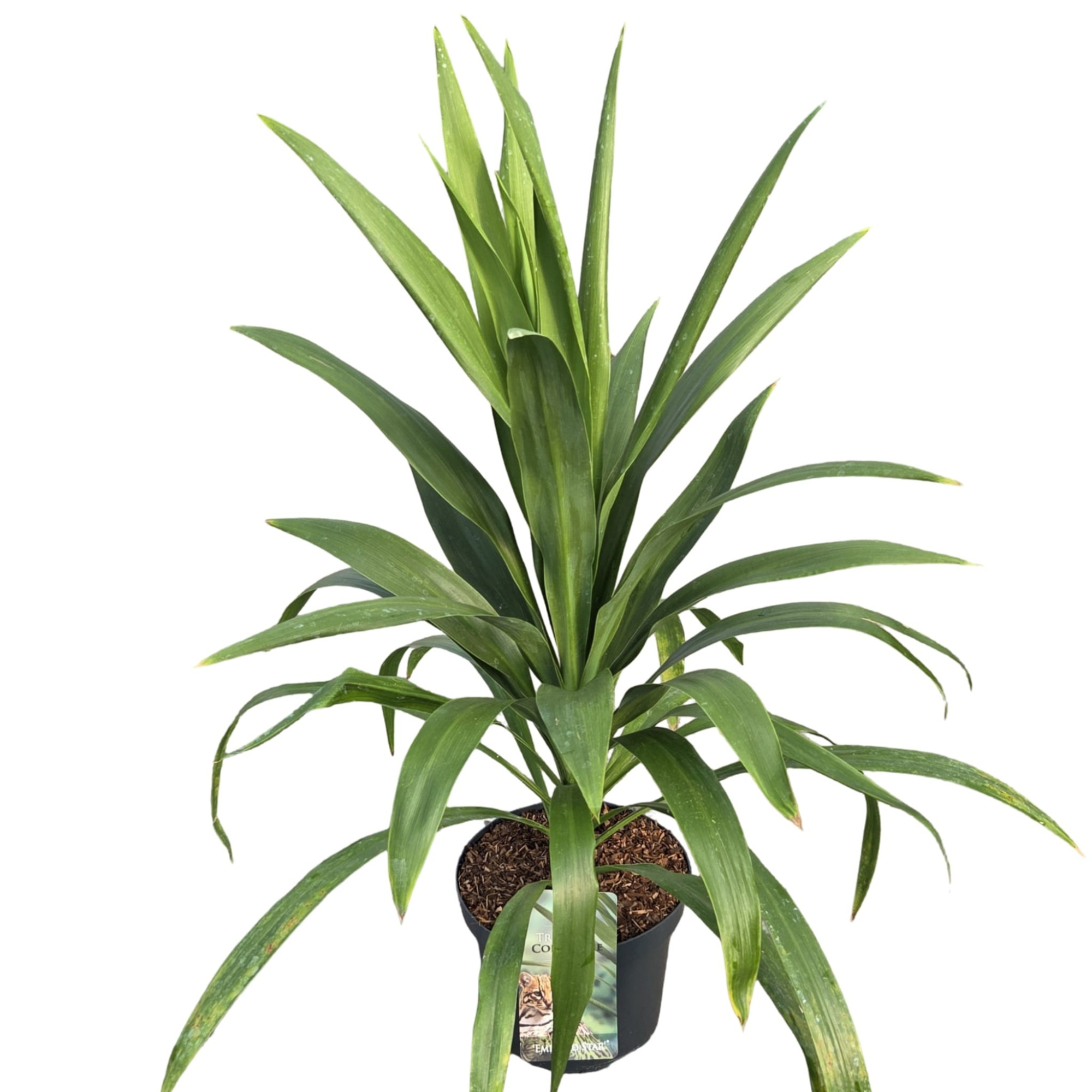 Cordyline australis 'Emerald Star'®, D 26