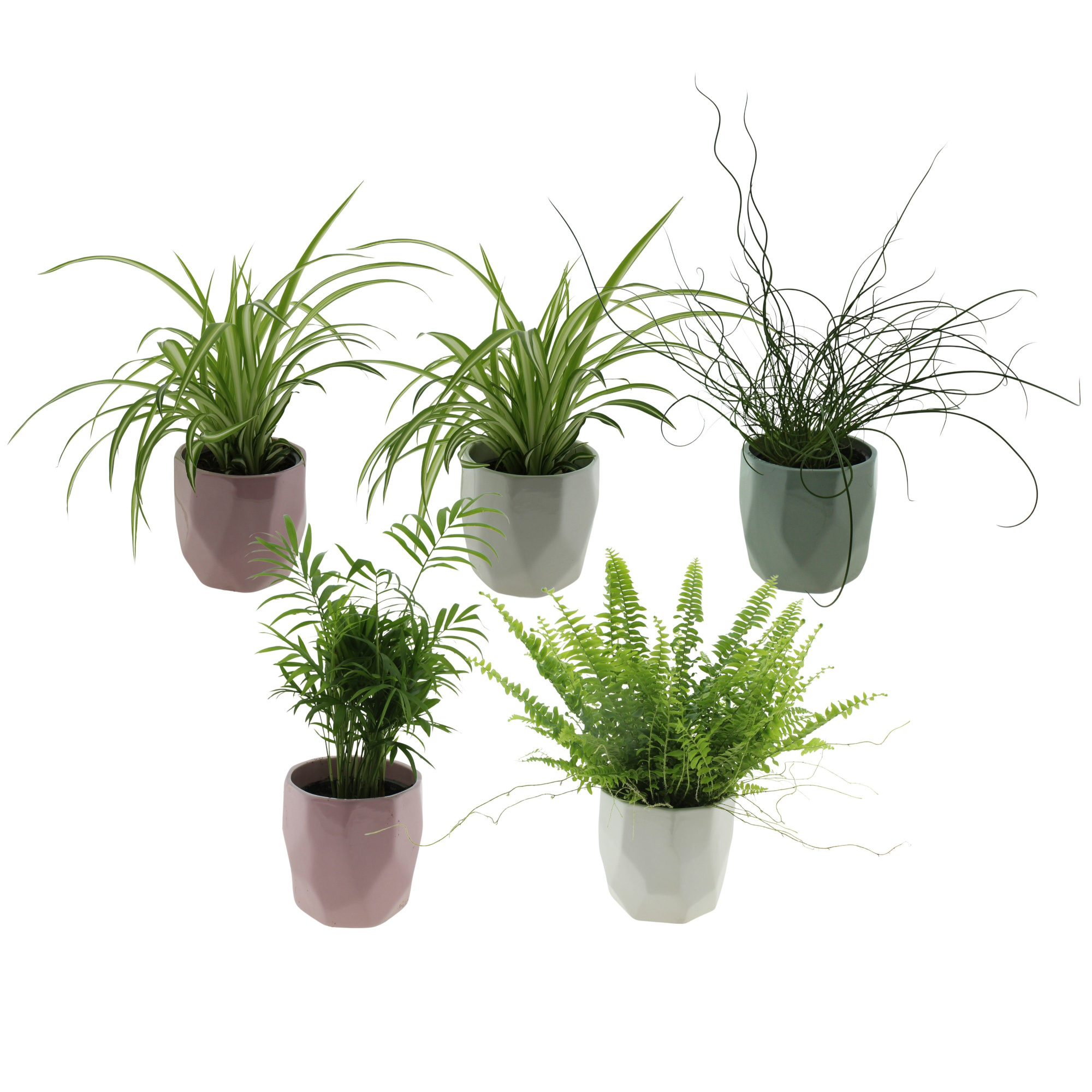 Groene planten mix in keramiek vlakke pot Jun,Cham, Var en 2x Chlor, D 12 cm