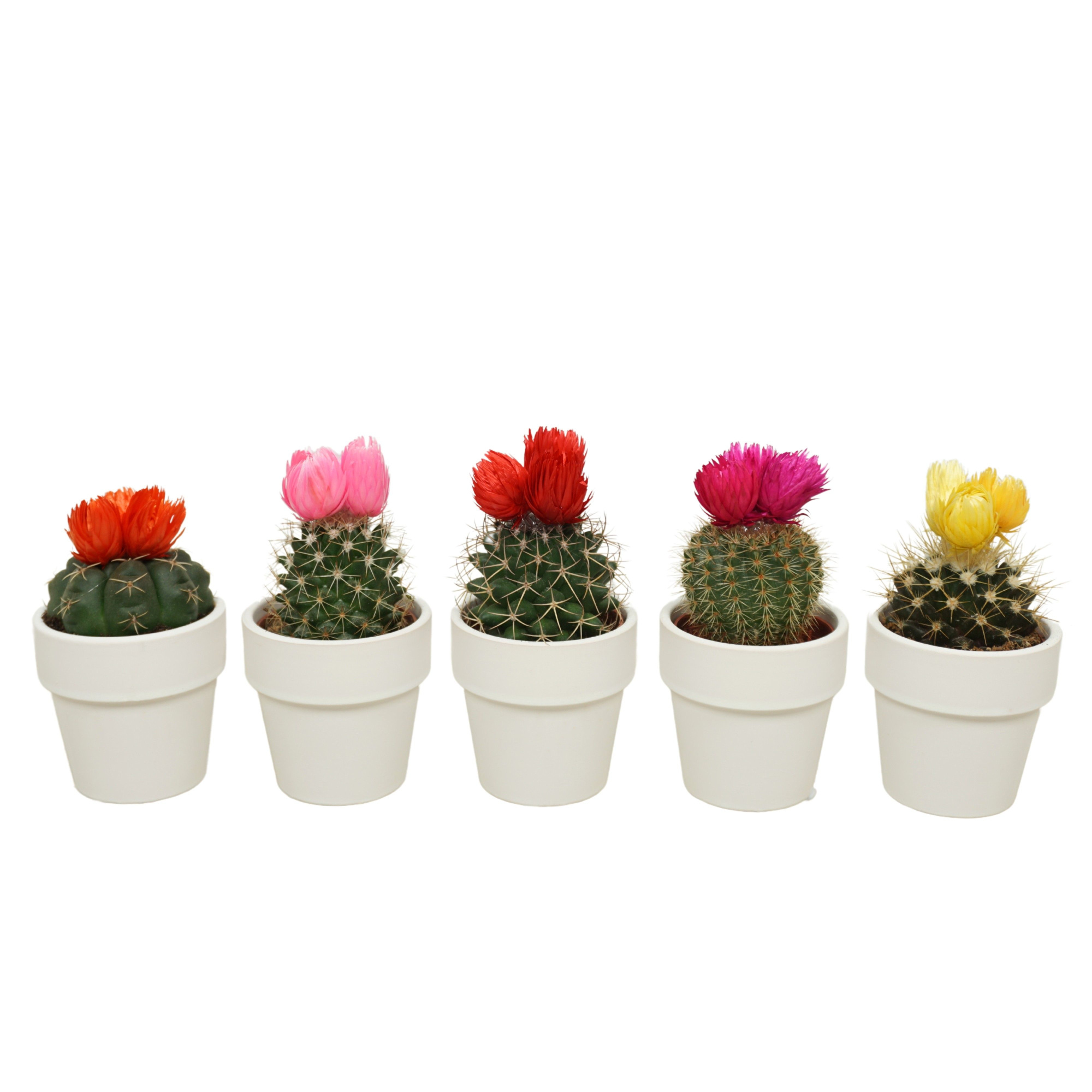 Cactus mix 3 plakbloemen in 6 cm 'Wit Kraagpotje, D 5,5 cm