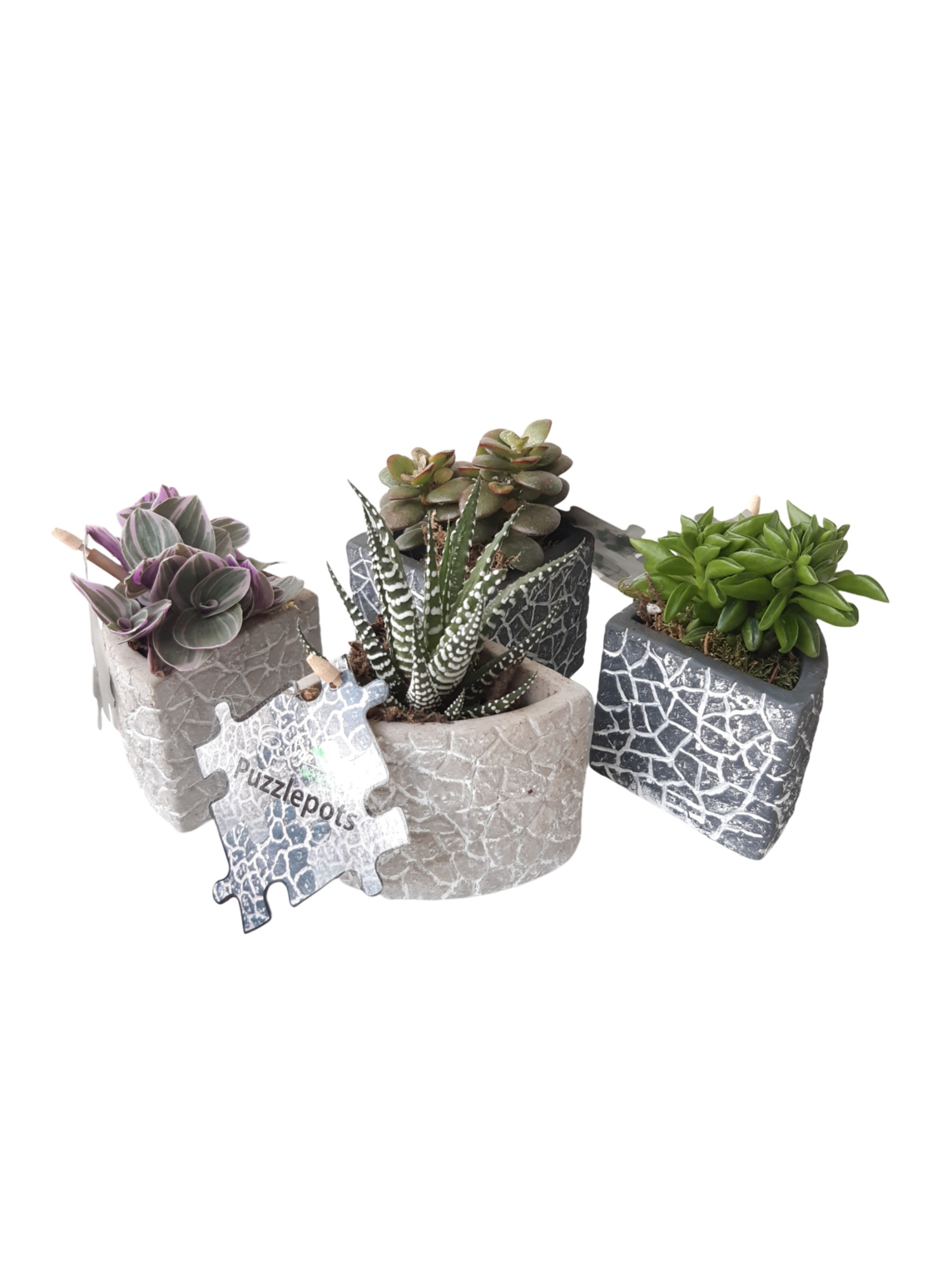 Puzzle Pots Small Grey/White Mix Callisia, Chlorophytum, D 10 cm