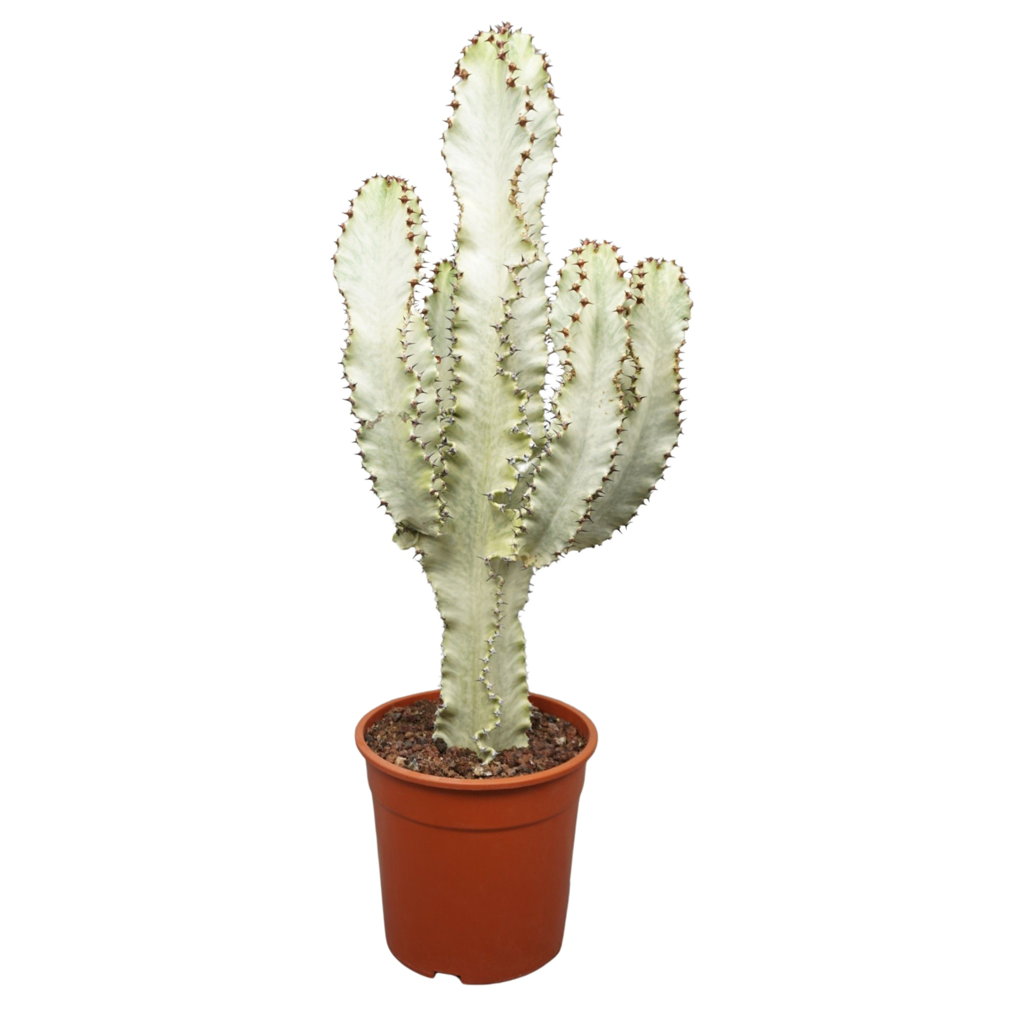 Euphorbia marmorata in plastic pot 24 cm, D 24 cm