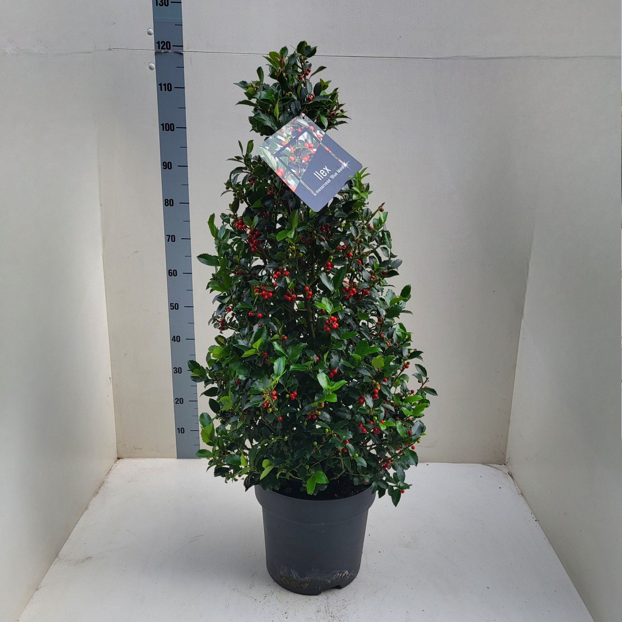 Ilex meserv. 'Blue Maid' Pyramide met bes, D 28 cm