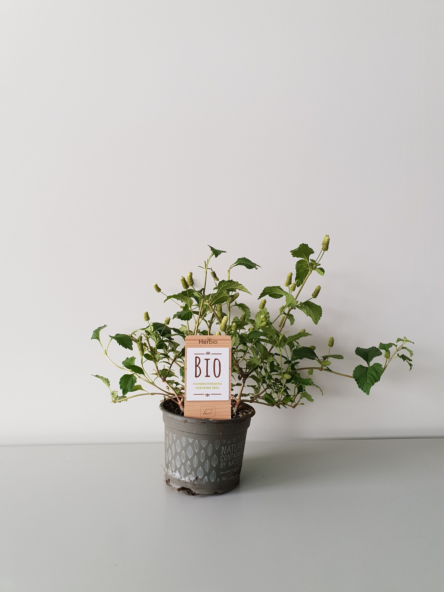 Verbena honing P12 HERBIO steker, D 12 cm