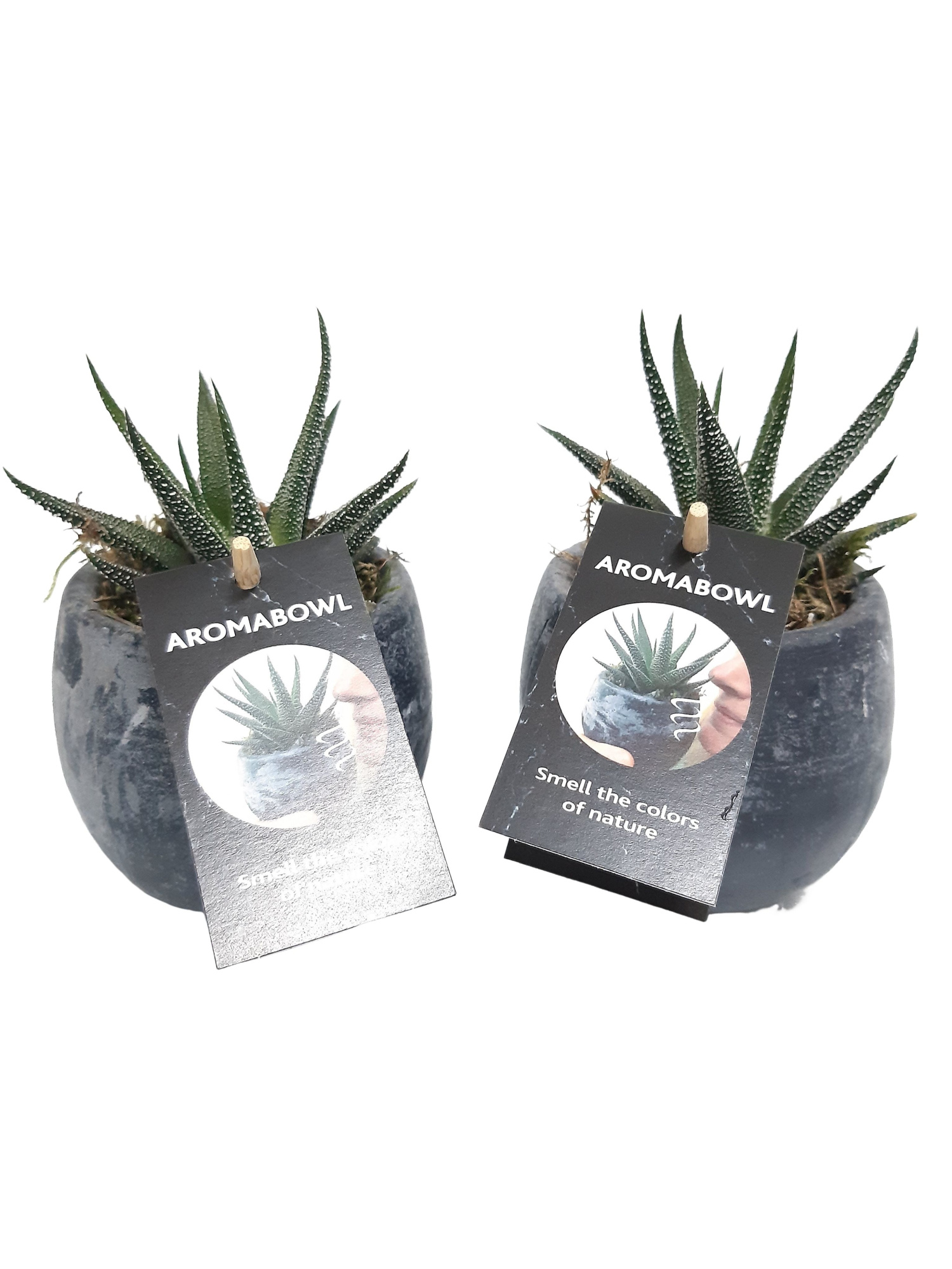 AB9MUSHAW Aroma Bowl Musk 9cm Haworthia, D 9 cm