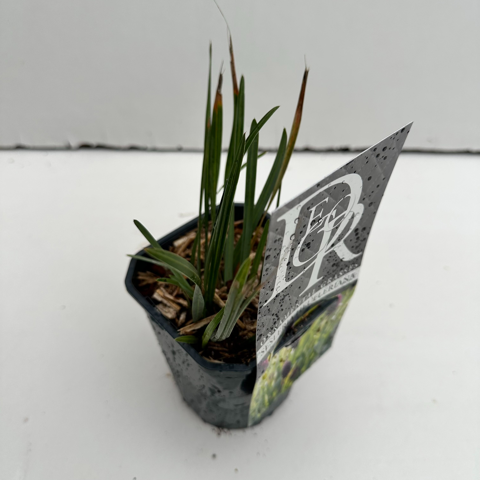 Sesleria Heufleriana, D 13