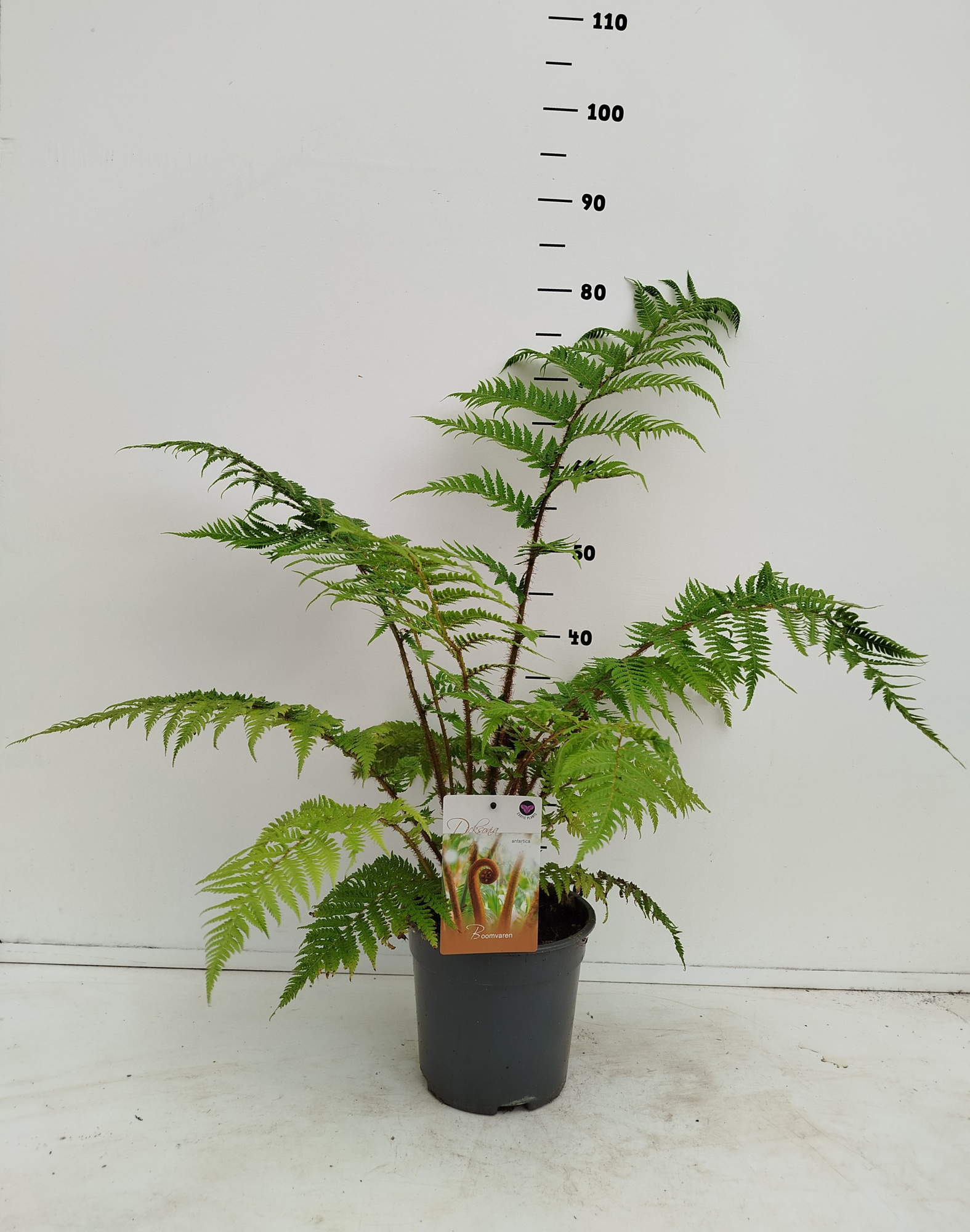Dicksonia antartica, D 19