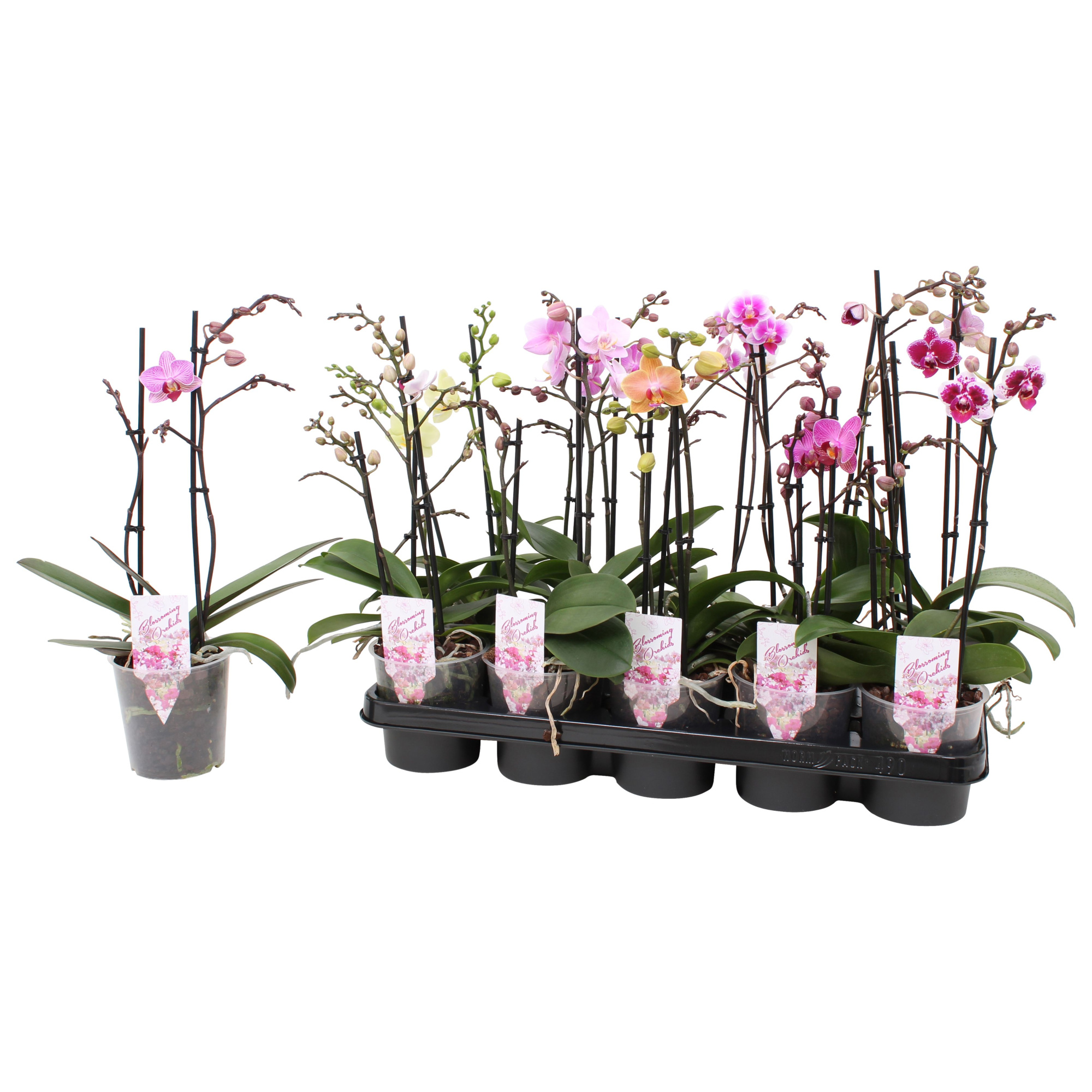 Phal. Multiflora 2-tak mix 18+, D 12