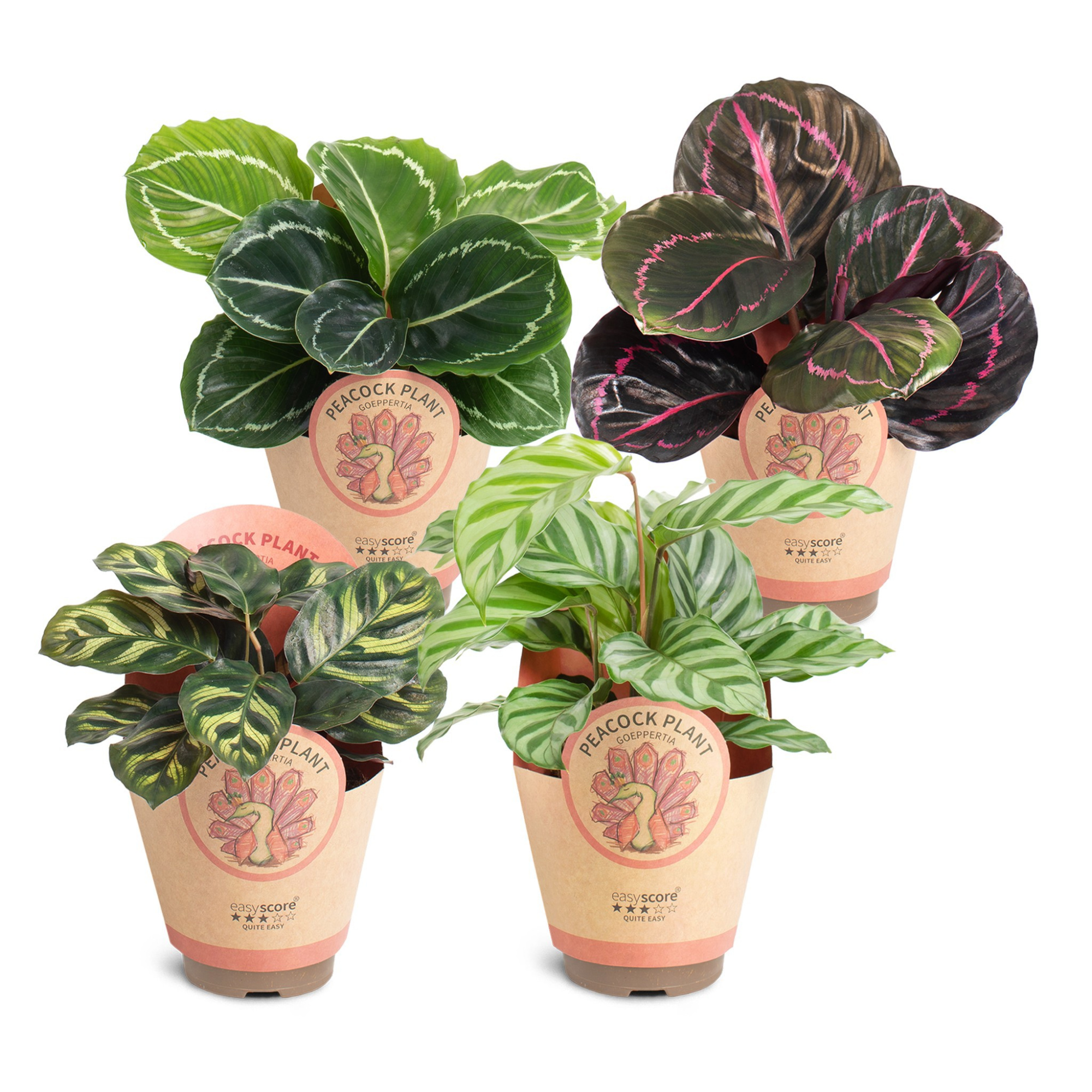 Calathea Collection, D 9