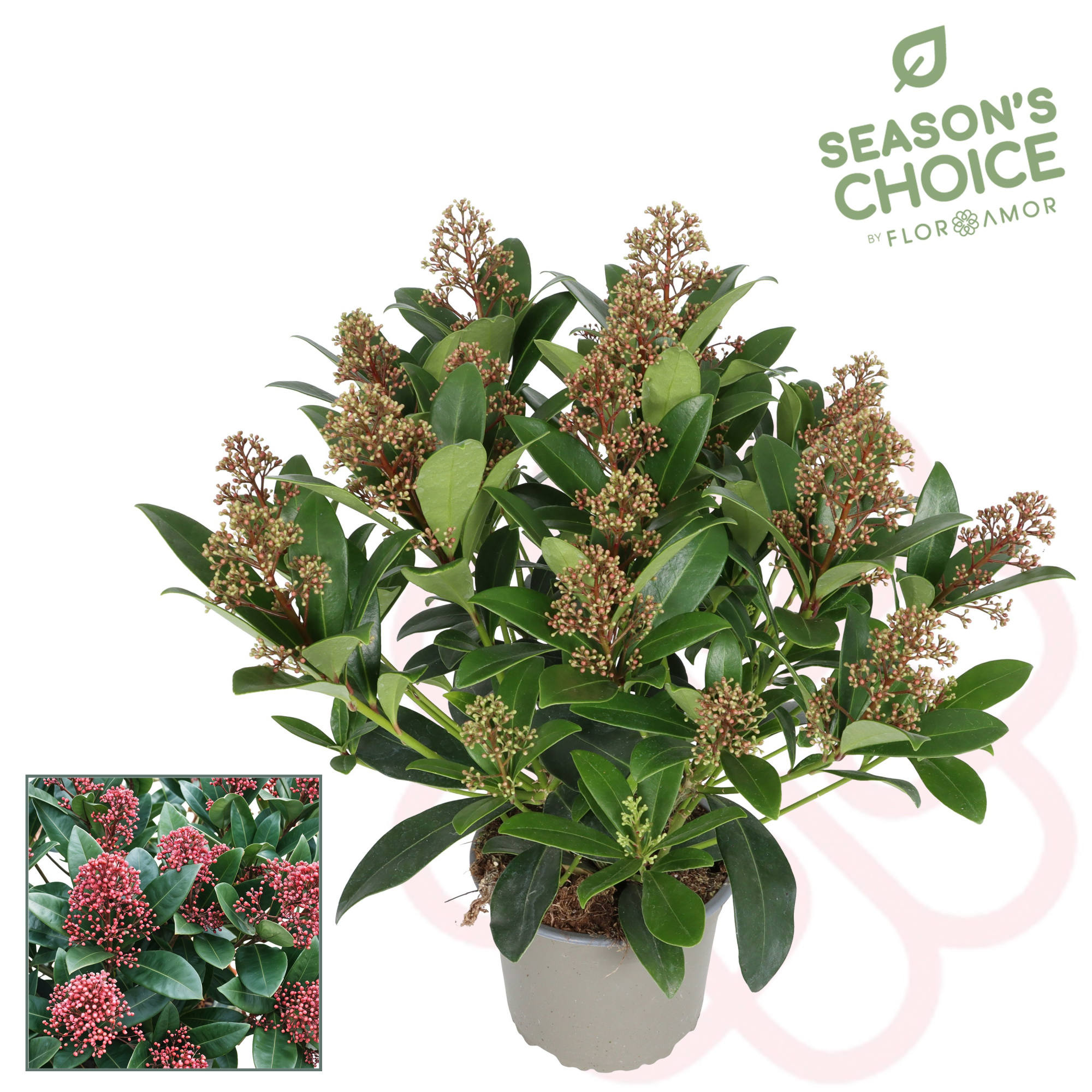 Skimmia rubella 15+ bloem, D 15 cm