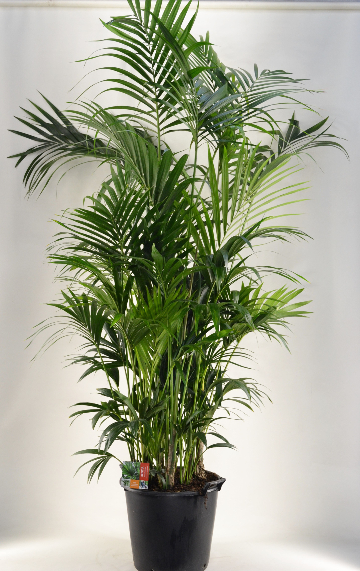 KENTIA - P44 H250 - 20PP (Howea forsteriana), D 44 cm