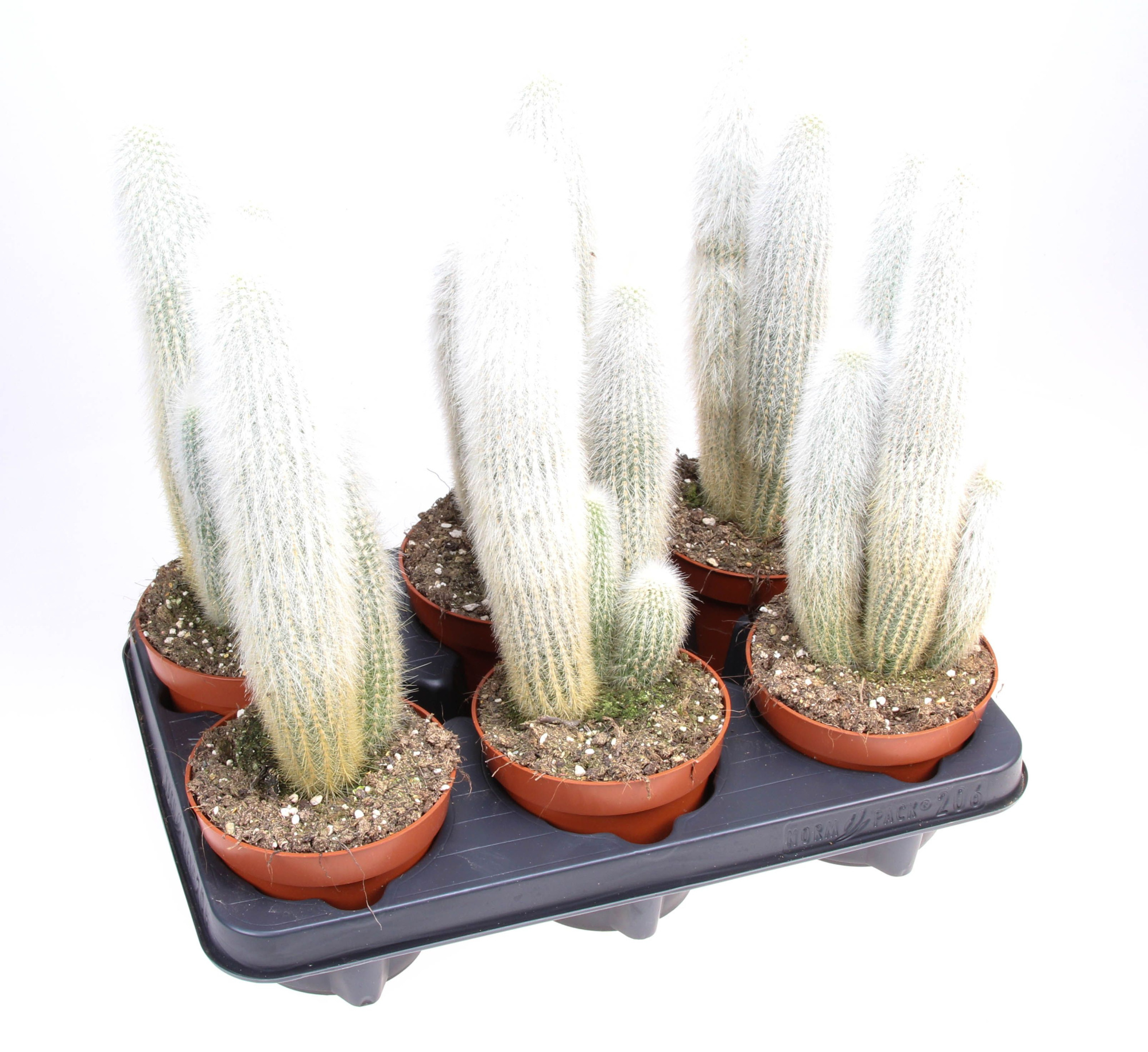 Cleistocactus strausii, D 12 cm