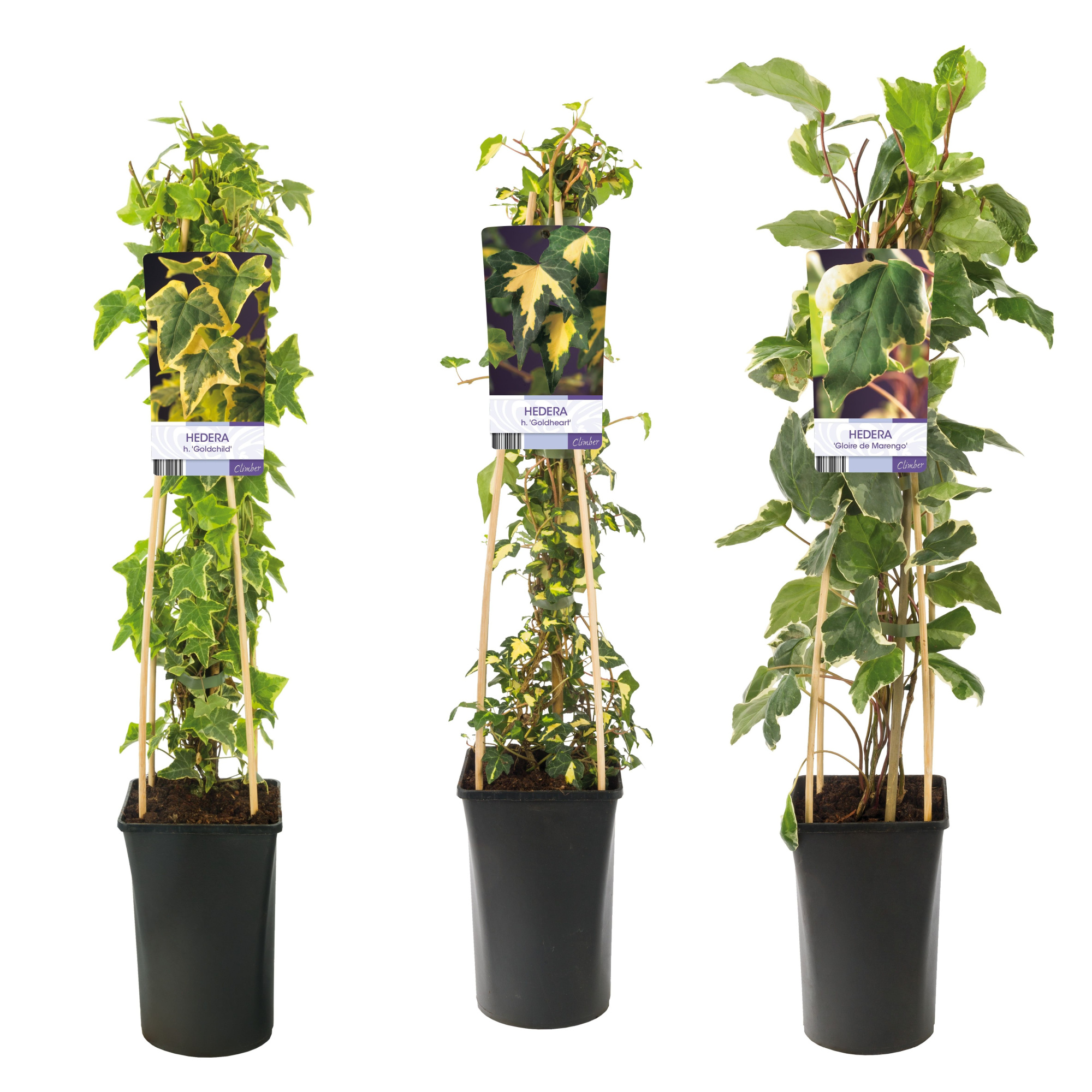 Mixtray Hedera multicolored varieties +light label, D 17 cm