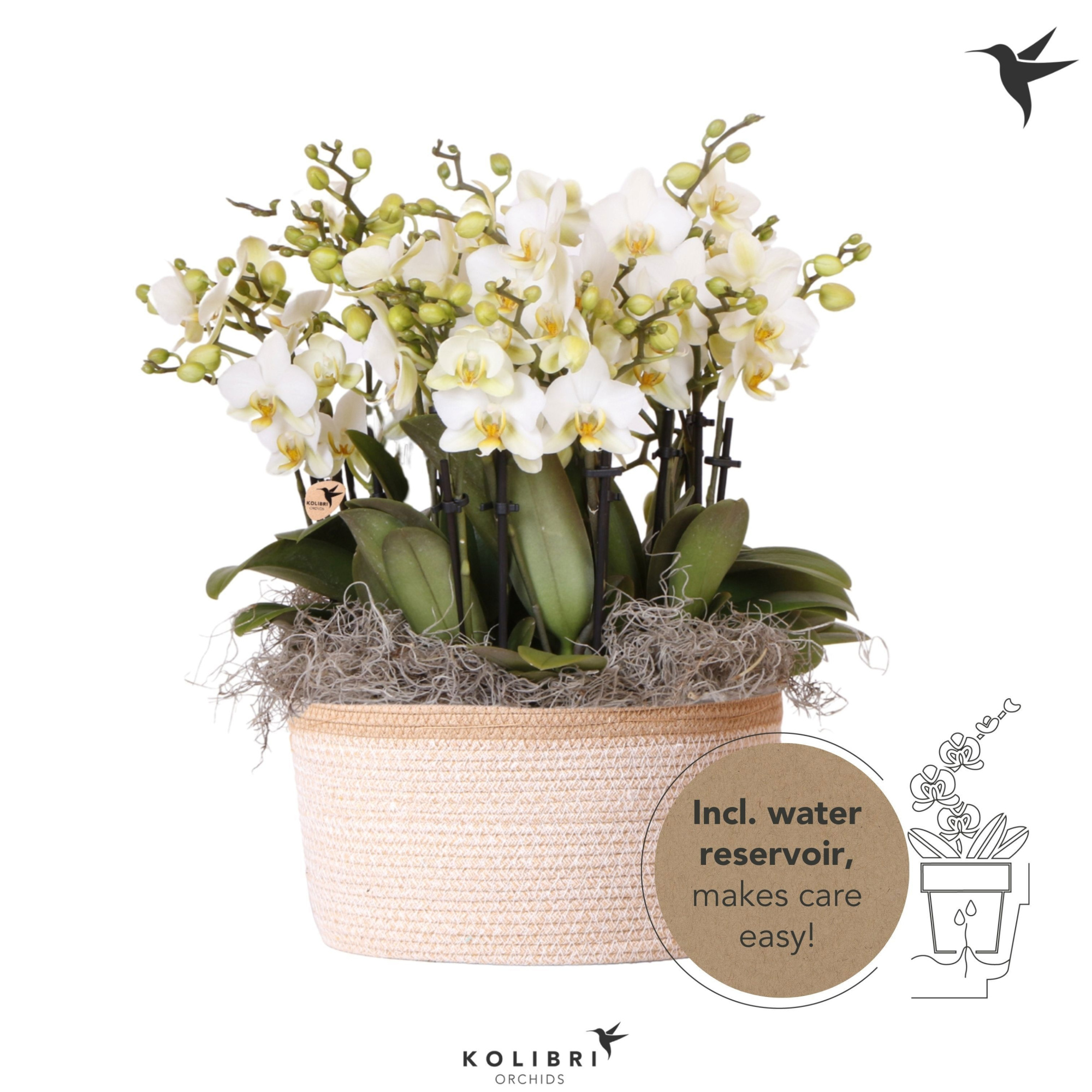 Kolibri Orchids Phalaenopsis Mono Bouquet Lausanne 15 spike in Basket white with watering system, D 28