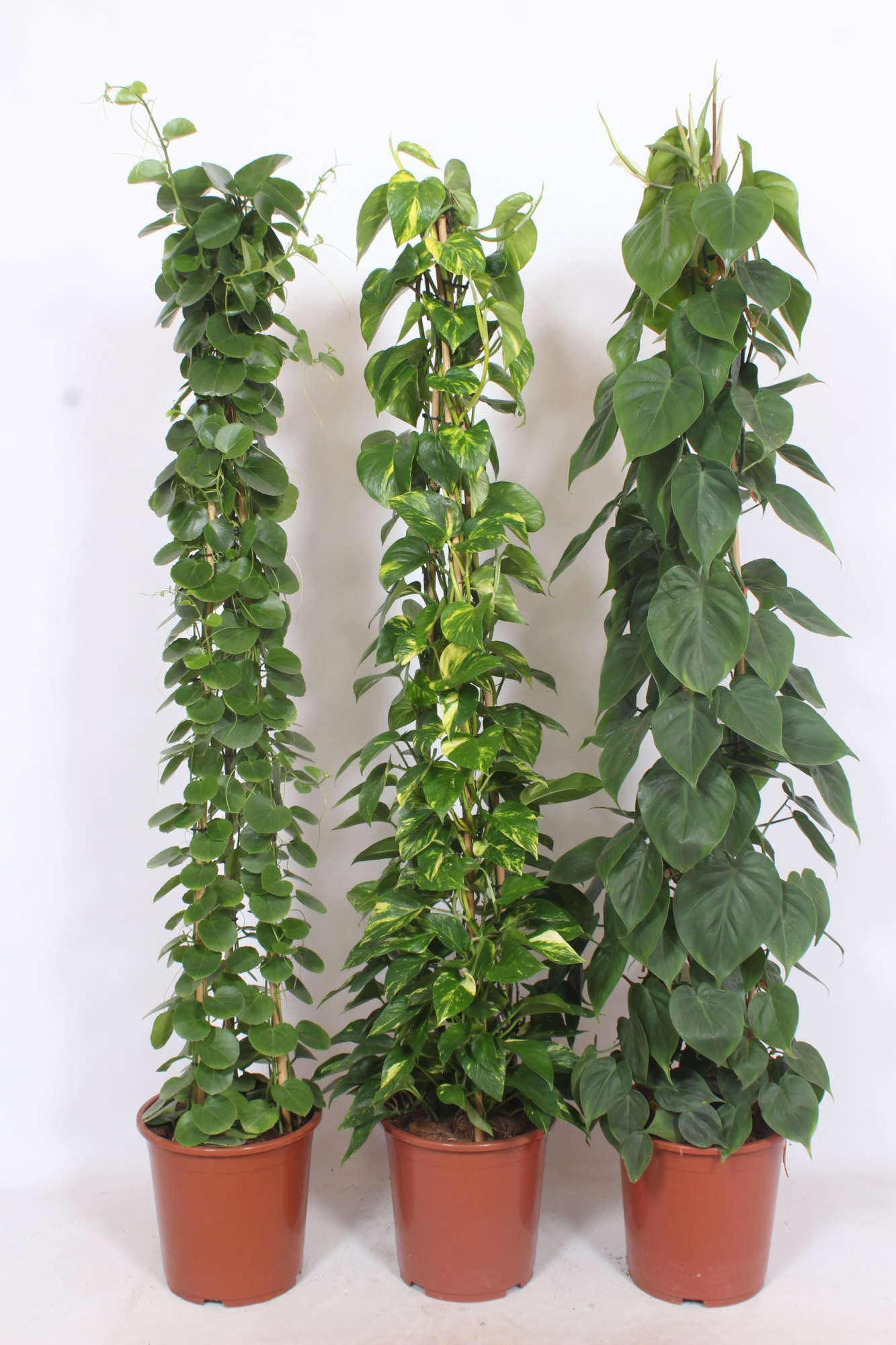 Mixkar piramide, D 27 cm