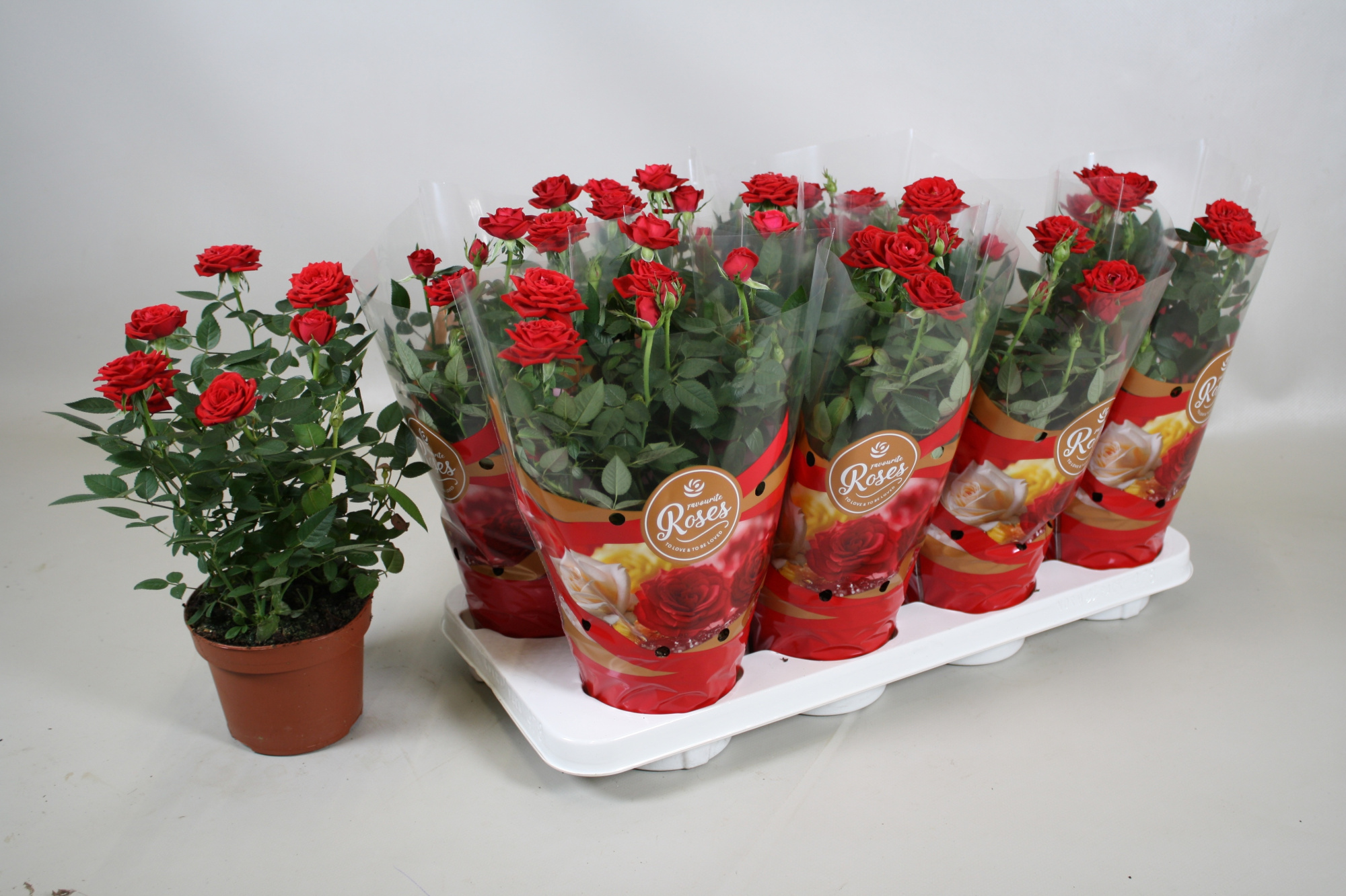 Rosa Favourite Roses Light Pink+seizoenshoes, D 13