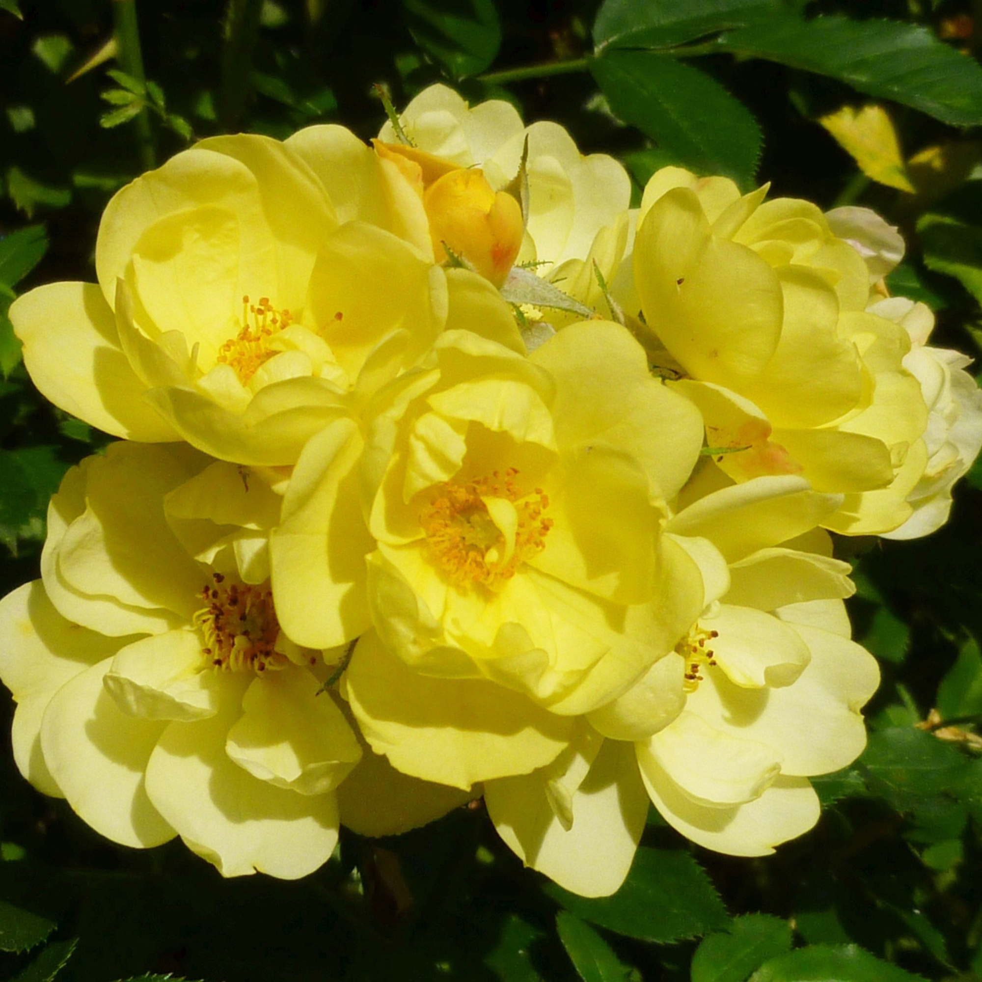Rosa (Rambler) Golden Age ®, C3, 3 stok 75cm, D 17