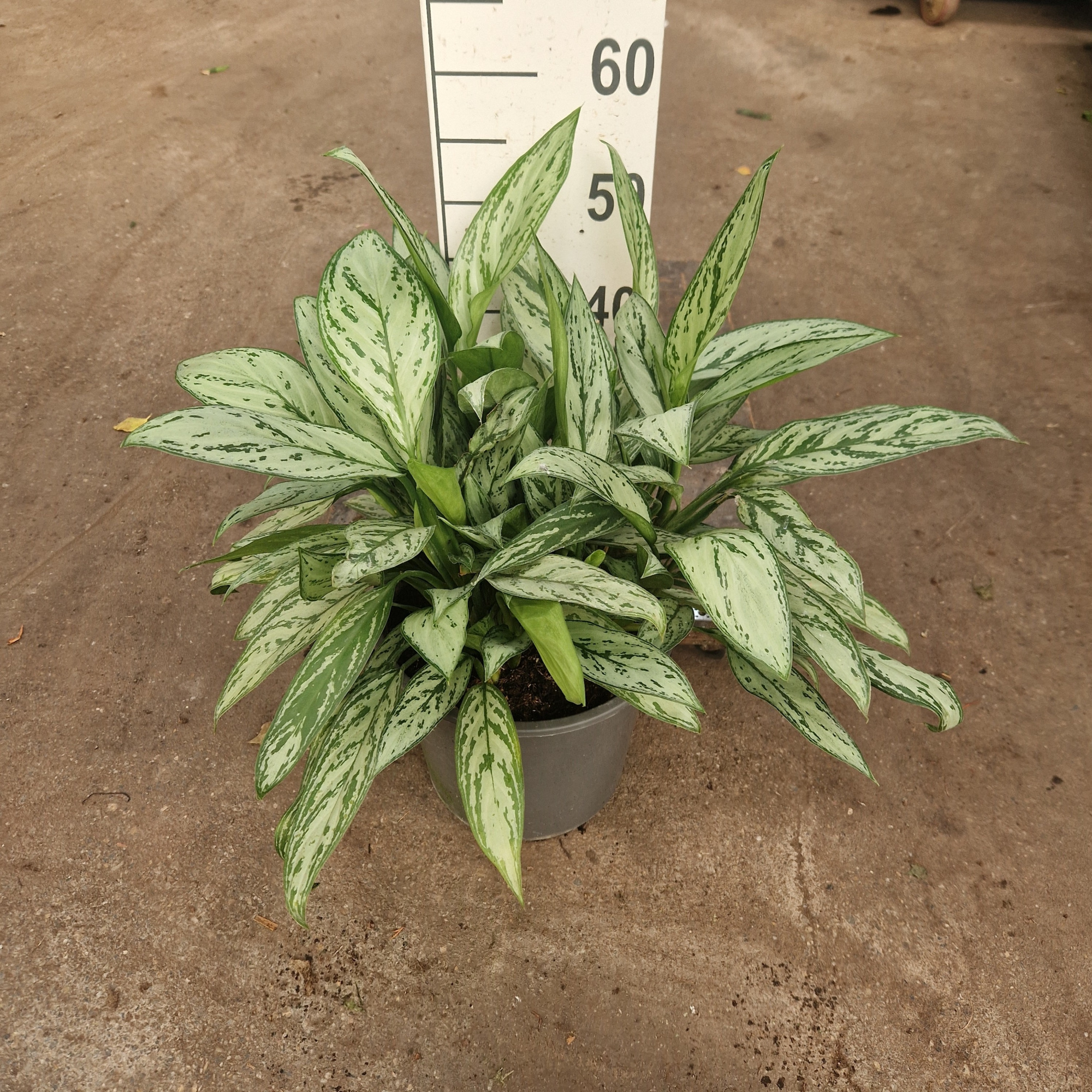 Aglaonema Silver Queen, D 27 cm